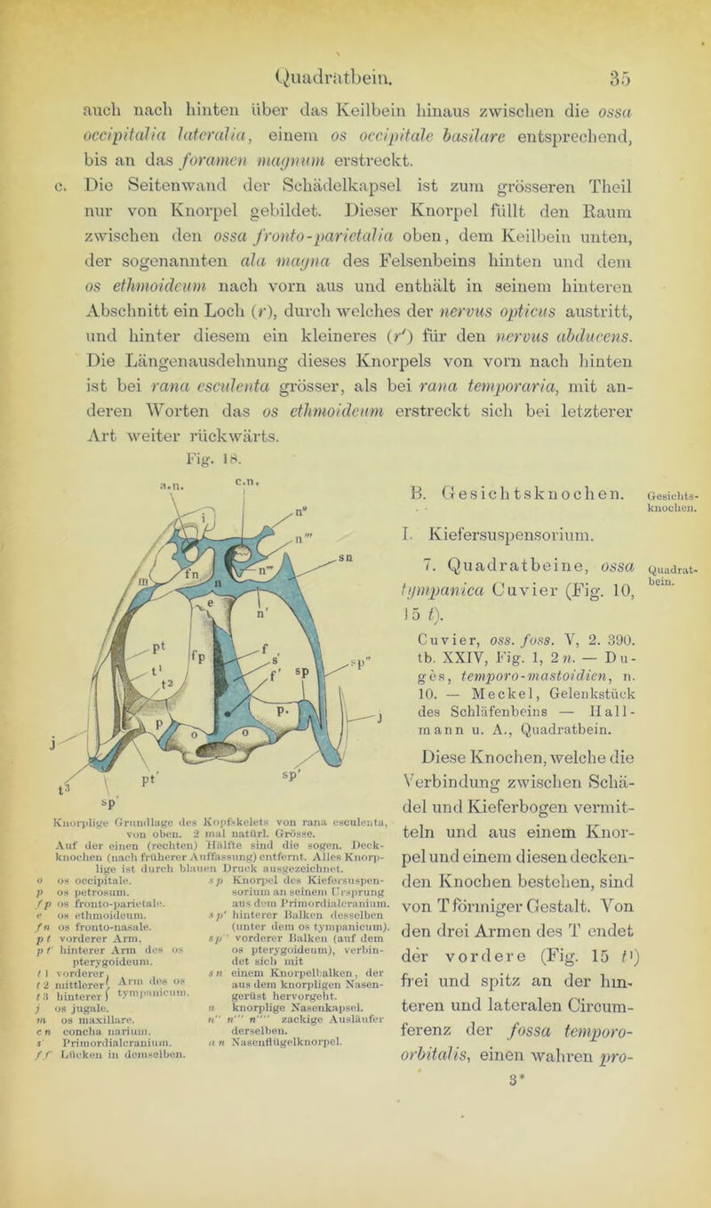 auch nach hinten über das Keilbein hinaus zwischen die ossa occipftalia hifeyaha, einem os occipitale basilare entsprechend, bis an das foranmi magnum erstreckt, c. Die Seitenwand der Schädelkapsel ist zum grösseren Theil nur von Knorpel gebildet. Dieser Knorpel füllt den Raum zwischen den ossa fronfo-parietalia oben, dem Keilbein unten, der sogenannten ala mayna des Felsenbeins hinten und dem OS ethmoideum nach vorn aus und enthält in seinem hinteren Abschnitt ein Loch (r), durch welches der nervus opticus austritt, und hinter diesem ein kleineres (/) für den nervus ahducens. Die Längenausdehnung dieses Knorpels von vorn nach hinten ist bei rana escidenta grösser, als bei rana temporaria, mit an- deren Worten das os ethmoideum erstreckt sich bei letzterer Art weiter rückwärts. Fig. 18. c.n. Knorplii^e Oriimllage des Kopfskelets von rana esculenta, von oben. 2 mal natürl. Grösse. Auf der einen (rechten) Kiilfte sind die sogen. Dock- knocheu (nach früherer Auffiissung) entfernt. Alles Knorp- lige ist durch blauen Druck ausgezeichnet. o os occipitale. ;> OS petrosuni. fp os fronto-i)arietale. e os ethmoideum. ,fn os fronto-nasale. p t vorderer Arm, p t lünterer Arm des os pterygoideum. t I vorilerer, . t 2 mittlerer' 'F» hinterer) tympauicum. j 08 jugale. m OS maxillare. cn concha iiarium. j’ l’riinordialcranium. // Ijückeu in demselben. «;) Knorjiel des Kieforsuspen- sorium an seinem Ursprung aus dem l’rimordialcranium. •s p' hinterer Dalken desselben (unter dem os tympanicum), sp  vorderer Dalken (auf dem OS pterygoideum), verbin- det sich mit s n einem Knorpelt alken, der aus dem knorpligen Nasen- gerüst hervorgeht, n knorplige Nasenkapse.l. rt n' n zackige Ausläufer derselben. a n Nasenflügelknorpel. B. Des ich tskiio eben. I. Kiefersuspensoi'ium. 7. Quadratbeine, ossa tympanica Cu vier (Fig. 10, 15 fX Cu vier, oss. fass. Y, 2. 390. tb. XXIV, Fig. 1, 2 n. — Bu- ges, tempor0-mastoidien, u. 10. — Meckel, Gelenkstück des Schläfenbeins — II all- mann u. A., Quadratbein. Diese Knoclien, welche die Verbindung zwischen Schä- del und Kieferbogen vermit- teln und aus einem Knor- pelund einem diesen decken- den Knochen bestehen, sind von T förmiger Gestalt. Von den drei Armen des T endet der vordere (Fig. 15 B) fiei und spitz an der hin- teren und lateralen Ciroum- ferenz der fossa temporo- orhitahs, einen wahren pro- 3* Gesichts kuocheii Quadrat beim