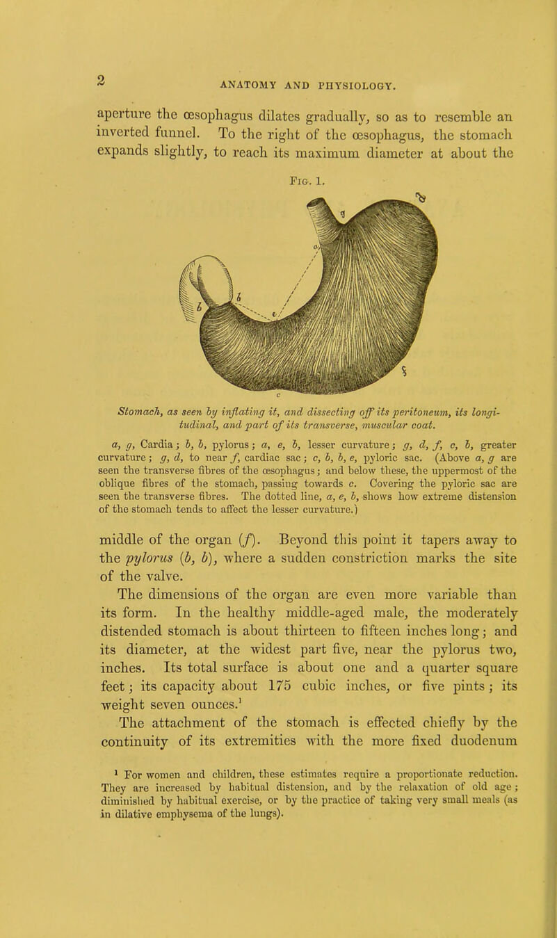 ANATOMY AND PHYSIOLOGY. aperture the oesophagus dilates gradually, so as to resemble an inverted funnel. To the right of the oesophagus, the stomach expands slightly, to reach its maximum diameter at about the Stomach, as seen by inflating it, and dissecting off its 'peritoneum, its longi- tudinal, and part of its transverse, muscular coat. a, g, Cardia; h, b, pylorus; a, e, b, lesser curvature; g, d, f, c, b, greater curvature; g, d, to near f, cardiac sac; c, b, b, e, pyloric sac. (Above a, g are seen the transverse fibres of the oesophagus; and below these, the uppermost of the oblique fibres of the stomach, passing towards c. Covering the pyloric sac are seen the transverse fibres. The dotted line, a, e, b, shows how extreme distension of the stomach tends to affect the lesser curvature.) middle of the organ (/). Beyond this point it tapers away to the pylorus (b, b), where a sudden constriction marks the site of the valve. The dimensions of the organ are even more variable than its form. In the healthy middle-aged male, the moderately distended stomach is about thirteen to fifteen inches long; and its diameter, at the widest part five, near the pylorus two, inches. Its total surface is about one and a quarter square feet; its capacity about 175 cubic inches, or five pints ; its weight seven ounces.1 The attachment of the stomach is effected chiefly by the continuity of its extremities with the more fixed duodenum 1 For women and children, these estimates require a proportionate reduction. They are increased by habitual distension, and by the relaxation of old age ; diminished by habitual exercise, or by the practice of taking very small meals (as in dilative emphysema of the lungs).