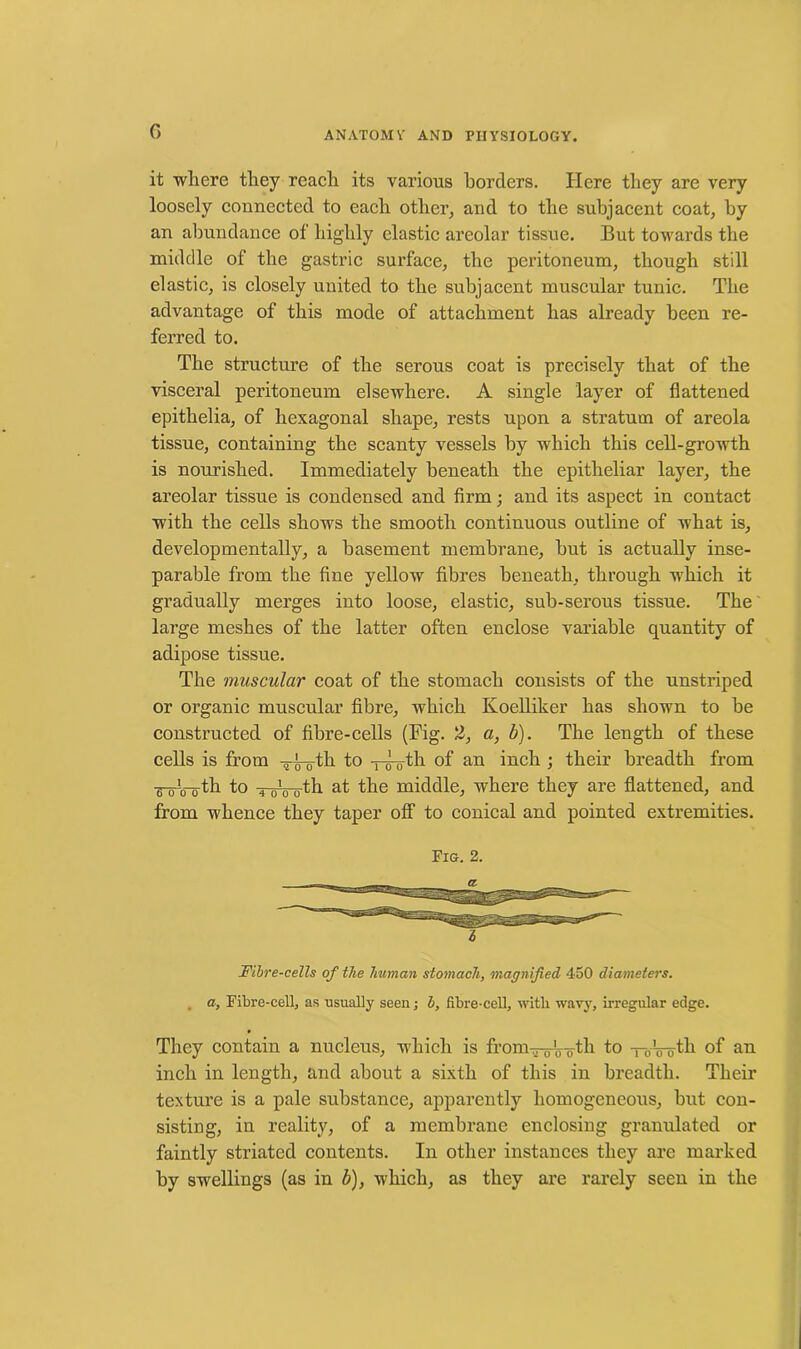 it where they reach its various borders. Here they are very loosely connected to each other, and to the subjacent coat, by an abundance of highly elastic areolar tissue. But towards the middle of the gastric surface, the peritoneum, though still elastic, is closely united to the subjacent muscular tunic. The advantage of this mode of attachment has already been re- ferred to. The structure of the serous coat is precisely that of the visceral peritoneum elsewhere. A single layer of flattened epithelia, of hexagonal shape, rests upon a stratum of areola tissue, containing the scanty vessels by which this cell-growth is nourished. Immediately beneath the epithelial’ layer, the areolar tissue is condensed and firm; and its aspect in contact with the cells shows the smooth continuous outline of what is, developmentally, a basement membrane, but is actually inse- parable from the fine yellow fibres beneath, through which it gradually merges into loose, elastic, sub-serous tissue. The large meshes of the latter often enclose variable quantity of adipose tissue. The muscular coat of the stomach consists of the unstriped or organic muscular fibre, which Koelliker has shown to be constructed of fibre-cells (Fig. Z, a, b). The length of these cells is from T^tli to -yApth of an inch ; their breadth from -B-oVo-th to ToVoth at the middle, where they are flattened, and from whence they taper off to conical and pointed extremities. Pig. 2. I Fibre-cells of the human stomach, magnified 450 diameters, a, Fibre-cell, as usually seen; b, fibre-cell, with wavy, irregular edge. They contain a nucleus, which is from., 0'0 0th to —0Vofh of an inch in length, and about a sixth of this in breadth. Their texture is a pale substance, apparently homogeneous, but con- sisting, in reality, of a membrane enclosing granulated or faintly striated contents. In other instances they are marked by swellings (as in b), which, as they are rarely seen in the