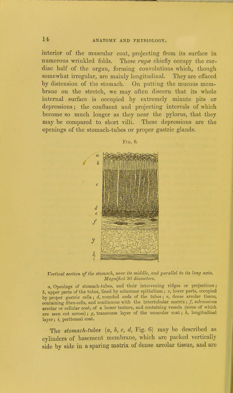 interior of the muscular coat, projecting from its surface in numerous -wrinkled folds. These ruga chiefly occupy the car- diac half of the organ, forming convolutions which, though somewhat irregular, are mainly longitudinal. They are effaced by distension of the stomach. On putting the mucous mem- brane on the stretch, we may often discern that its whole internal surface is occupied by extremely minute pits or depressions; the confluent and projecting intervals of which become so much longer as they near the pylorus, that they may be compared to short villi. These depressions are the openings of the stomach-tubes or proper gastric glands. Fig. 6. Vertical section of the stomach, near its middle, and parallel to its long axis. Magnified 30 diameters. a, Openings of stomach-tubes, and their intervening ridges or projections; l, upper parts of the tubes, lined by columnar epithelium ; c, lower parts, occupied by proper gastric cells; d, rounded ends of the tubes; e, dense areolar tissue, containing fibre-cells, and continuous with the intertubular matrix; /, submucous areolar or cellular coat, of a looser texture, and containing vessels (some of which are seen cut across); g, transverse layer of the muscular coat; h, longitudinal layer; i, peritoneal coat. The stomach-tubes (a, b, c, cl, Fig. 6) may be described as cylinders of basement membrane, Avhich are packed vertically side by side in a sparing matrix of dense areolar tissue, and are
