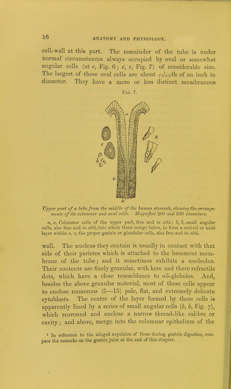 ANATOMY AND PHYSIOLOGY. cell-wall at this part. The remainder of the tube is under normal1 circumstances always occupied by oval or somewhat angular cells (at c, Fig. 6; c, c, Fig. 7) of considerable size. The largest of these oval cells are about -~J0 0-th of an inch in diameter. They have a more or less distinct membranous Fig. 7. Upper part of a title from the middle of the human stomach, showing the arrange- ments of its columnar and oval cells. Magnified 200 and 500 diameters. a, a, Columnar cells of the upper part, free and in situ; b, b, small angular cells, also free and in situ, into which these merge below, to form a central or axial layer within c, c, the proper gastric or glandular cells, also free and in situ. wall. The nucleus they contain is usually in contact with that side of their parietes which is attached to the basement mem- brane of the tube; and it sometimes exhibits a nucleolus. Their contents are finely granular, with here and there retractile dots, which have a close resemblance to oil-globules. And, besides the above granular material, most of these cells appear to enclose numerous (5—15) pale, flat, and extremely delicate cytoblasts. The centre of the layer formed by these cells is apparently lined by a series of small angular cells (b, b, Fig. 7), ■which surround and enclose a narrow thread-like calibre or cavity; and above, merge into the columnar epithelium of the 1 In reference to the alleged expulsion of these during gastric digestion, com- pare the remarks on the gastric juice at the end of this chapter.