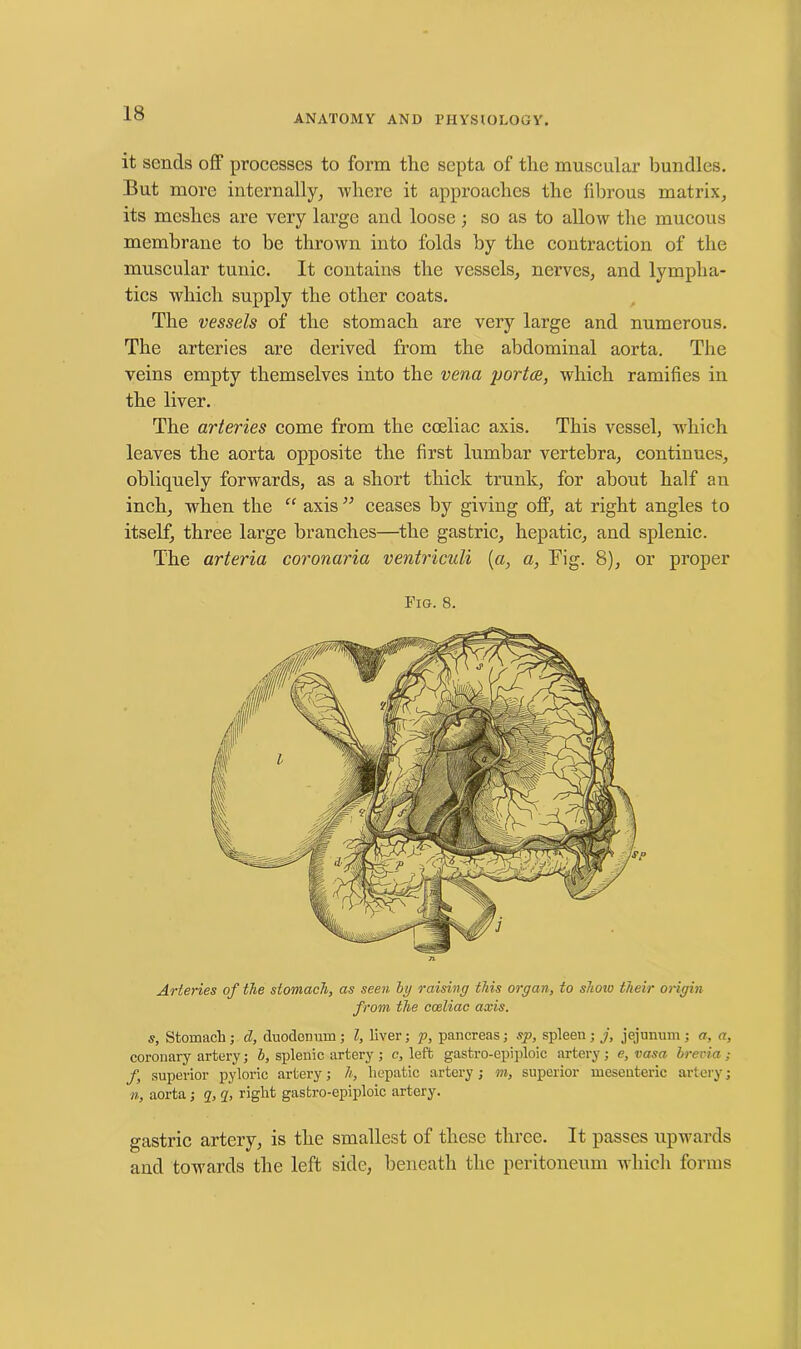 it sends off processes to form the septa of the muscular bundles. But more internally, where it approaches the fibrous matrix, its meshes are very large and loose ; so as to allow the mucous membrane to be thrown into folds by the contraction of the muscular tunic. It contains the vessels, nerves, and lympha- tics which supply the other coats. The vessels of the stomach are very large and numerous. The arteries are derived from the abdominal aorta. The veins empty themselves into the vena portae, which ramifies in the liver. The arteries come from the coeliac axis. This vessel, which leaves the aorta opposite the first lumbar vertebra, continues, obliquely forwards, as a short thick trunk, for about half an inch, when the “ axis ” ceases by giving off, at right angles to itself, three large branches—the gastric, hepatic, and splenic. The arteria coronaria ventriculi [a, a, Fig. 8), or proper Fig. 8. Arteries of the stomach, as seen by raising this organ, to show their origin from the coeliac axis. s, Stomach; d, duodonmn; l, liver; p, pancreas; sp, spleen; j, jejunum; a, a, coronary artery; b, splenic artery ; c, left gastro-epiploic artery; e, vasa brevia ; f, superior pyloric artery; h, hepatic artery ; m, superior mesenteric artery; n, aorta ; q, q, right gastro-epiploic artery. gastric artery, is the smallest of these three. It passes upwards and towards the left side, beneath the peritoneum which forms