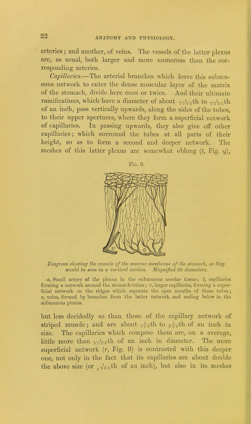 arteries; and another, of veins. The vessels of the latter plexus arc, as usual, both larger and more numerous than the cor- responding arteries. Capillaries.—The arterial branches which leave this submu- cous network to enter the dense muscular layer of the matrix of the stomach, divide here once or twice. And their ultimate ramifications, which have a diameter of about -j-A, 0th to TgVoth of an inch, pass vertically upwards, along the sides of the tubes, to their upper apertures, where they form a superficial network of capillaries. In passing upwards, they also give off other capillaries; which surround the tubes at all parts of their height, so as to form a second and deeper network. The meshes of this latter plexus are somewhat oblong (t, Fig. 9), Fiu. 9. Diagram showing the vessels of the mucous membrane of the stomach, as they would be seen in a vertical section. Magnified 30 diameters. a. Small artery of tlie plexus in the submucous areolar tissue; t, capillaries forming a network around the stomach-tubes; r, larger capillaries, forming a super- ficial network on the ridges which separate the open mouths of these tubes; v, veins, formed by branches from the latter network, and ending below in the submucous plexus. but less decidedly so than those of the capillary network of striped muscle; and are about y^th to -g-fo-th of an inch in size. The capillaries which compose them are, on a average, little more than A-^th of an inch in diameter. The more superficial network (r, Fig. 9) is contrasted with this deeper one, not only in the fact that its capillaries are about double the above size (or ^Vo-th of an inch), but also in its meshes