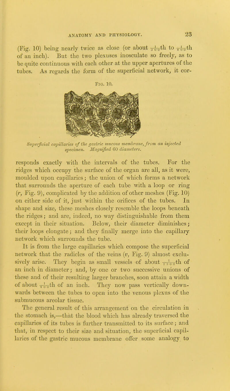 (Fig. 10) being nearly twice as close (or about 3-0-oth to ^-^th of an inch). But the two plexuses inosculate so freely, as to be quite continuous with each other at the upper apertures of the tubes. As regards the form of the superficial network, it cor- Pio. 10. Superficial capillaries of the gastric mucous membrane, from an injected specimen. Magnified 60 diameters. responds exactly with the intervals of the tubes. For the ridges which occupy the surface of the organ are all, as it were, moulded upon capillaries; the union of which forms a network that surrounds the aperture of each tube with a loop or ring (:r, Fig. 9), complicated by the addition of other meshes (Fig. 10) on either side of it, just within the orifices of the tubes. In shape and size, these meshes closely resemble the loops beneath the ridges; and are, indeed, no way distinguishable from them except in their situation. Below, their diameter diminishes; then' loops elongate; and they finally merge into the capillary network which surrounds the tube. It is from the large capillaries which compose the superficial network that the radicles of the veins (v, Fig. 9) almost exclu- sively arise. They begin as small vessels of about 0th of an inch in diameter; and, by one or two successive unions of these and of their resulting larger branches, soon attain a width of about TTrotk of an inch. They now pass vertically down- wards between the tubes to open into the venous plexus of the submucous areolar tissue. The general result of this arrangement on the circulation in the stomach is,—that the blood which has already traversed the capillaries of its tubes is further transmitted to its surface; and. that, in respect to their size and situation, the superficial capil- laries of the gastric mucous membrane offer some analogy to