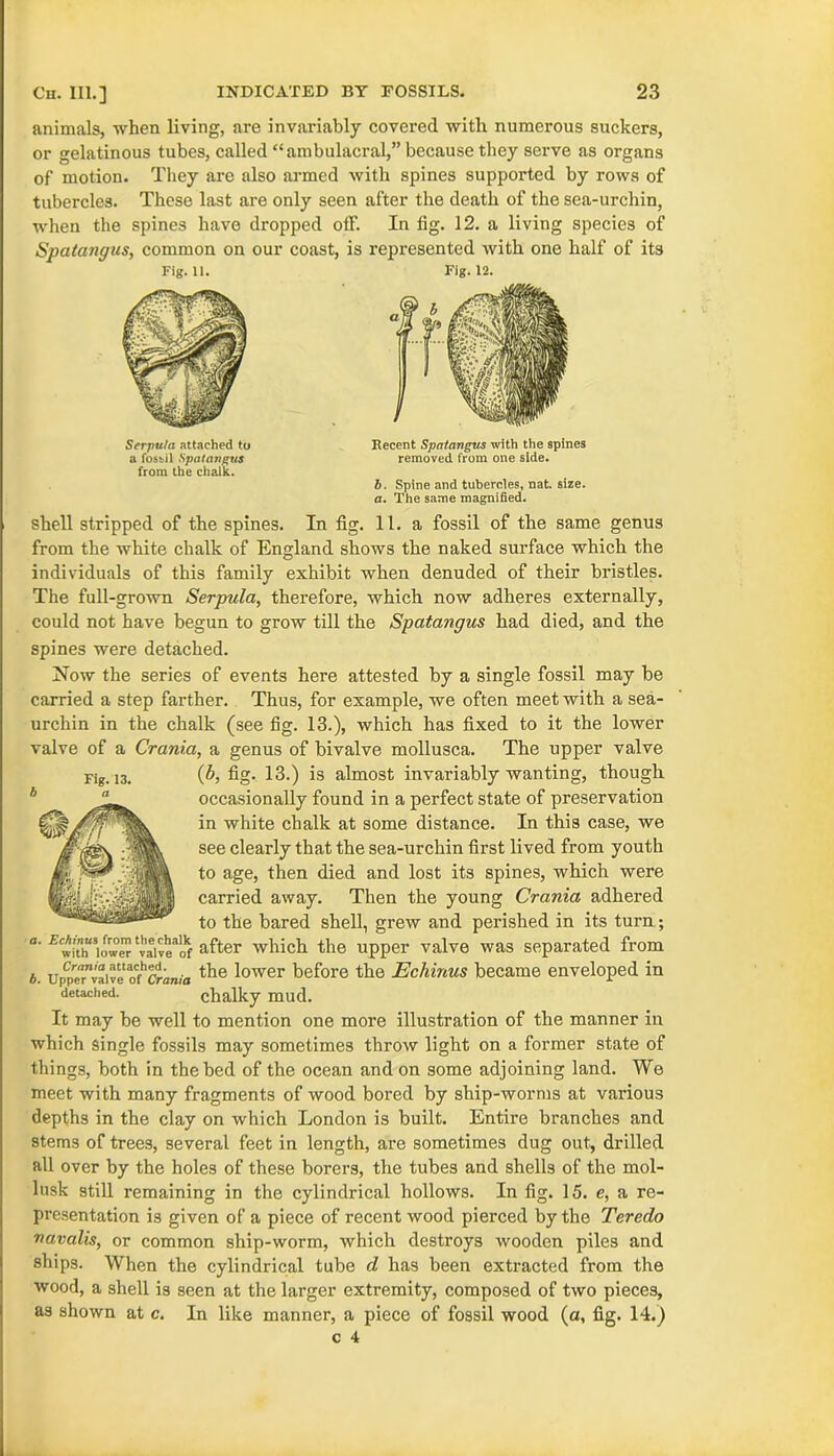 animals, when living, are invariably covered with numerous suckers, or gelatinous tubes, called “ ambulacral,” because they serve as organs of motion. They are also armed with spines supported by rows of tubercles. These last are only seen after the death of the sea-urchin, when the spines have dropped otf. In fig. 12. a living species of Spatangus, common on our coast, is represented with one half of its Fig. 11. Fig. 12. Serjmla attached to a fosiil Spatangus from the chalk. Recent Spatangus with the spines removed from one side. 6. Spine and tubercles, nat. size. a. The same magnified. shell stripped of the spines. In fig. 11. a fossil of the same genus from the white chalk of England shows the naked surface which the individuals of this family exhibit when denuded of their bristles. The full-grown Serpula, therefore, which now adheres externally, could not have begun to grow till the Spatangus had died, and the spines were detached. Now the series of events here attested by a single fossil may be carried a step farther. Thus, for example, we often meet with a sea- urchin in the chalk (see fig. 13.), which has fixed to it the lower valve of a Crania, a genus of bivalve mollusca. The upper valve (b, fig. 13.) is almost invariably wanting, though occasionally found in a perfect state of preservation in white chalk at some distance. In this case, we see clearly that the sea-urchin first lived from youth to age, then died and lost its spines, which were carried away. Then the young Crania adhered to the bared shell, grew and perished in its turn; “• E'^aT’owCTtvaivea'oIf after which the upper valve was separated from b. UppeTvaive of'c'ranm t^ie l°wer before the Echinus became enveloped in detached. chalky mud. It may be well to mention one more illustration of the manner in which single fossils may sometimes throw light on a former state of things, both in the bed of the ocean and on some adjoining land. We meet with many fragments of wood bored by ship-worms at various depths in the clay on which London is built. Entire branches and stems of trees, several feet in length, are sometimes dug out, drilled all over by the holes of these borers, the tubes and shells of the mol- lusk still remaining in the cylindrical hollows. In fig. 15. e, a re- presentation is given of a piece of recent wood pierced by the Teredo navalis, or common ship-worm, which destroys wooden piles and ships. When the cylindrical tube d has been extracted from the wood, a shell is seen at the larger extremity, composed of two pieces, as shown at c. In like manner, a piece of fossil wood (a, fig. 14.) c 4 Fig. 13. b a