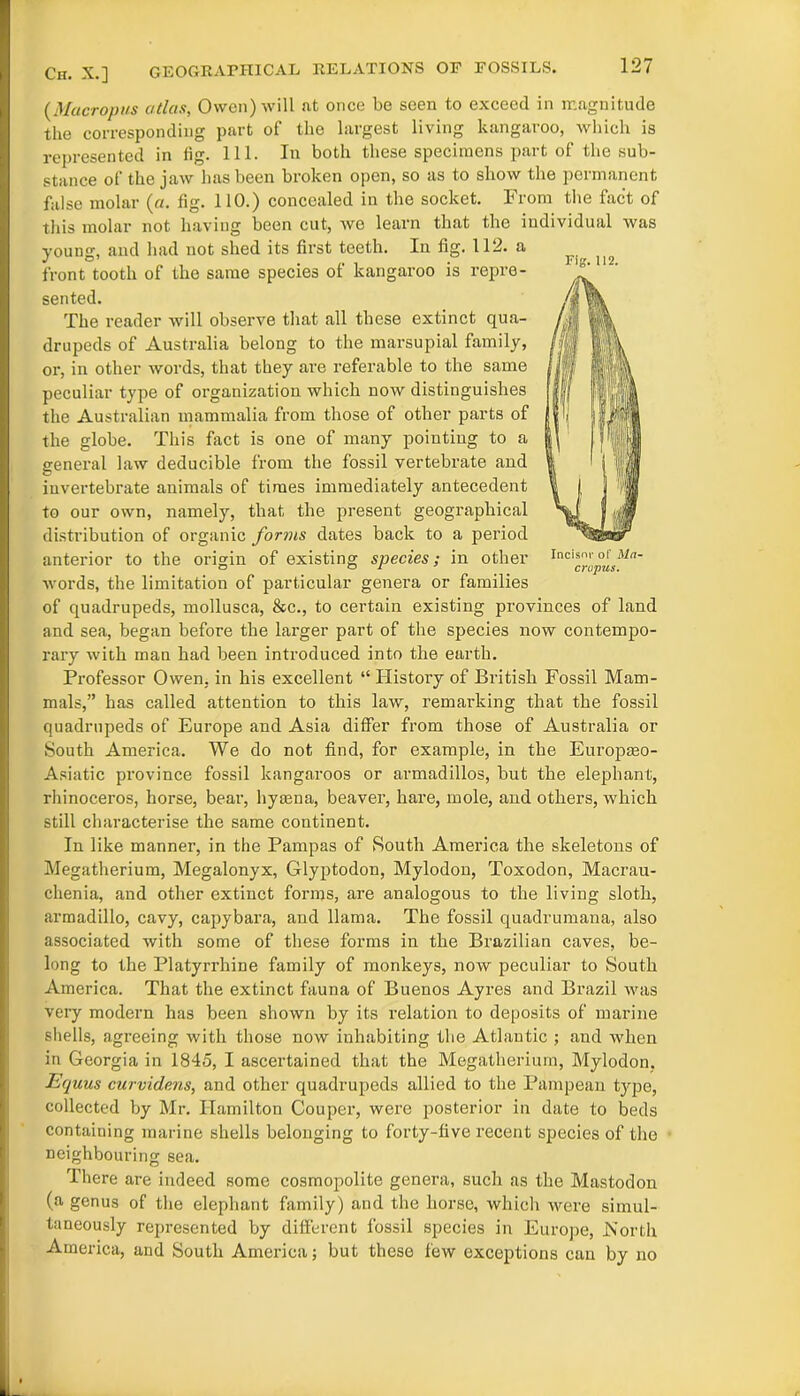 GEOGRAPHICAL RELATIONS OF FOSSILS. Fig. 112. Incisor of Ma- cropus. Ch. X.] (Macropus atlas, Owen) will at once be seen to exceed in magnitude the corresponding part of the largest living kangaroo, which is represented in fig. 111. In both these specimens part of the sub- stance of the jaw has been broken open, so as to show the permanent false molar (a. fig. 110.) concealed in the socket. From the fact of this molar not having been cut, we learn that the individual was young, aud had not shed its first teeth. In fig. 112. a front tooth of the same species of kangaroo is repre- sented. The reader will observe that all these extinct qua- drupeds of Australia belong to the marsupial family, or, in other words, that they are referable to the same peculiar type of organization which now distinguishes the Australian mammalia from those of other parts of the globe. This fact is one of many pointing to a general law deducible from the fossil vertebrate and invertebrate animals of times immediately antecedent to our own, namely, that the present geographical distribution of organic forms dates back to a period anterior to the origin of existing species; in other words, the limitation of particular genera or families of quadrupeds, mollusca, &c., to certain existing provinces of land and sea, began before the larger part of the species now contempo- rary with man had been introduced into the earth. Professor Owen, in his excellent “ History of British Fossil Mam- mals,” has called attention to this law, remarking that the fossil quadrupeds of Europe and Asia differ from those of Australia or South America. We do not find, for example, in the Europmo- Asiatic province fossil kangaroos or armadillos, but the elephant, rhinoceros, horse, bear, hyaena, beaver, hare, mole, and others, which still characterise the same continent. In like manner, in the Pampas of South America the skeletons of Megatherium, Megalonyx, Glyptodon, Mylodon, Toxodon, Macrau- chenia, and other extinct forms, are analogous to the living sloth, armadillo, cavy, capybara, and llama. The fossil quadrumana, also associated with some of these forms in the Brazilian caves, be- long to the Platyrrhine family of monkeys, now peculiar to South America. That the extinct fauna of Buenos Ayres and Brazil was very modern has been shown by its relation to deposits of marine shells, agreeing with those now inhabiting the Atlantic ; and Avhen in Georgia in 1845, I ascertained that the Megatherium, Mylodon. Equus curvidens, and other quadrupeds allied to the Pampean type, collected by Mr. Hamilton Couper, were posterior in date to beds containing marine shells belonging to forty-five recent species of the neighbouring sea. There are indeed some cosmopolite genera, such as the Mastodon (a genus of the elephant family) and the horse, which were simul- taneously represented by different fossil species in Europe, North America, and South America; but these few exceptions can by no