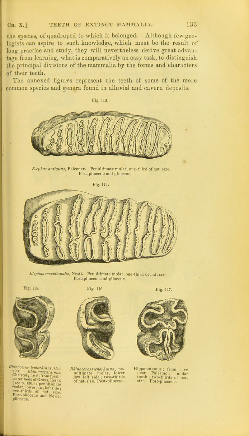 the species, of quadruped to which it belonged. Although few geo- logists cau aspire to such knowledge, which must be the result of long practice and study, they will nevertheless derive great advan- tage from learning, what is comparatively an easy task, to distinguish the principal divisions of the mammalia by the forms and characters of their teeth. The annexed figures represent the teeth of some of the more common species and genera found in alluvial and cavern deposits. Fig. 113. E.'ephas auti'juus, Falconer. Penultimate molar, one-tliird of nat. size. Post-pliocene and pliocene. Fig. 114. Elephas meridional/s, Nesti. Penultimate molar, one-third of nat. size. Post-pliocene and pliocene. Fig. 113. Fig. 116. Fig. Ill Hippopotamus; from cave near Palermo ; molar tooth ; two-thirds of nat. 6ize. Post-pliocene. molar, lower jaw, leftside! two-thirds of nat. size. Post-pliocene and Newer pliocene. Rhinoceros leptorhinus, Cu- ’'*r, 7 mcuarhinus, Christol; fossil from fresh- water beds of Grays. F.ssex (see p. 130.) : penultimate Rhinoceros tichorhinus ; p nultimate molar, low jaw, left side ; two-thir of nat. size. Post-plioceu