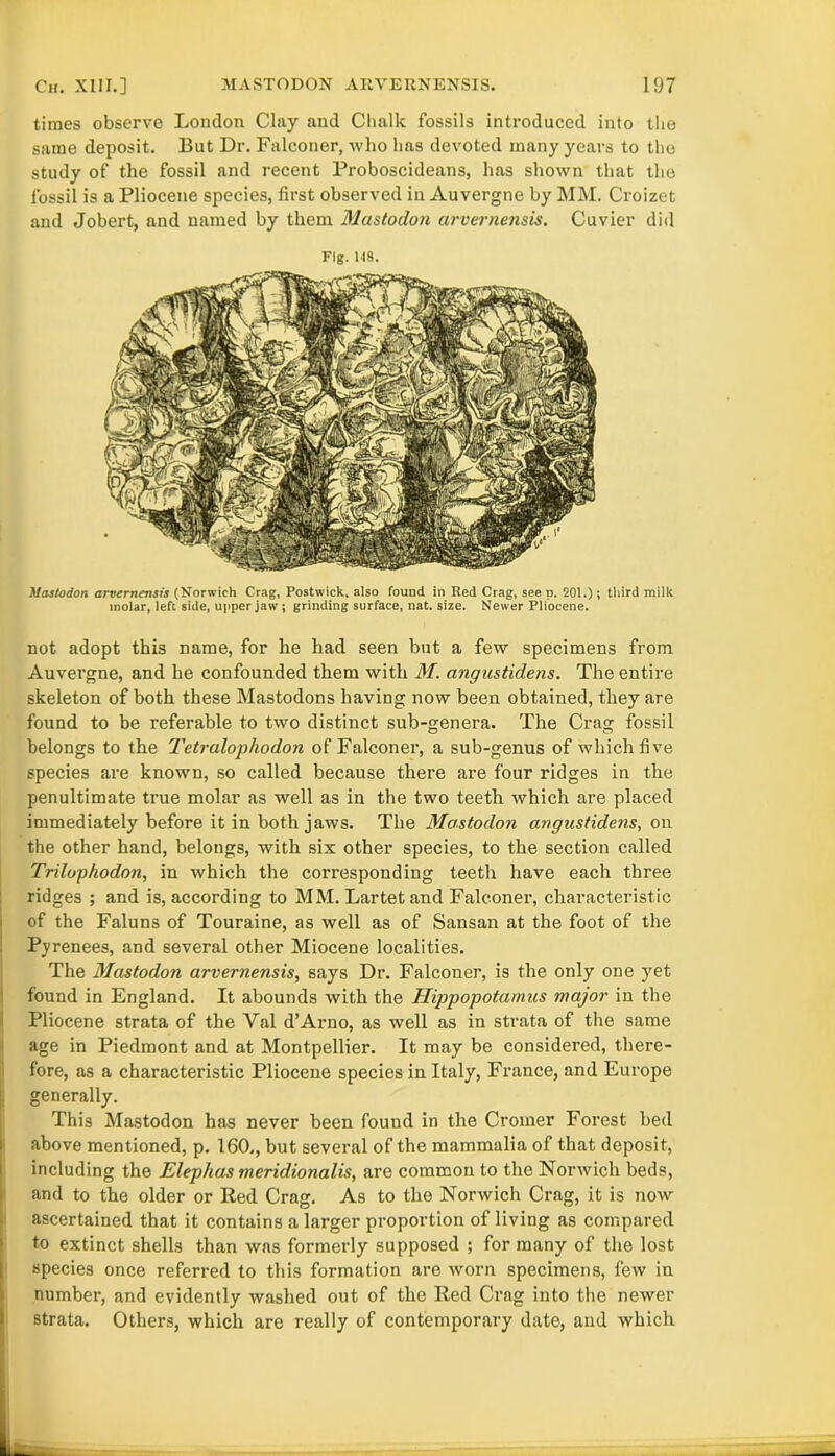 times observe London Clay and Chalk fossils introduced into the same deposit. But Dr. Falconer, -who has devoted many years to the study of the fossil and recent Proboscideans, has shown that the fossil is a Pliocene species, first observed in Auvergne by MM. Croizet and Jobert, and named by them Mastodon arvernensis. Cuvier did Fig. 148. Mastodon arvernensis (Norwich Crag, Postwick, also found in Red Crag, see p. 201.); third milk molar, left side, upper jaw ; grinding surface, nat. size. Newer Pliocene. not adopt this name, for he had seen but a few specimens from Auvergne, and he confounded them with M. angustidens. The entire skeleton of both these Mastodons having now been obtained, they are found to be referable to two distinct sub-genera. The Crag fossil belongs to the Tetralophodon of Falconer, a sub-genus of which five species are known, so called because there are four ridges in the penultimate true molar as well as in the two teeth which are placed immediately before it in both jaws. The Mastodon angustidens, on the other hand, belongs, with six other species, to the section called Trilophodon, in which the corresponding teeth have each three ridges ; and is, according to MM. Lartetand Falconer, characteristic of the Faluns of Touraine, as well as of Sansan at the foot of the Pyrenees, and several other Miocene localities. The Mastodon arvernensis, says Dr. Falconer, is the only one yet found in England. It abounds with the Hippopotamus major in the Pliocene strata of the Yal d’Arno, as well as in strata of the same age in Piedmont and at Montpellier. It may be considered, there- fore, as a characteristic Pliocene species in Italy, France, and Europe generally. This Mastodon has never been found in the Cromer Forest bed above mentioned, p. 160,, but several of the mammalia of that deposit, including the Elephas meridionalis, are common to the Norwich beds, and to the older or Red Crag. As to the Norwich Crag, it is now ascertained that it contains a larger proportion of living as compared to extinct shells than was formerly supposed ; for many of the lost species once referred to this formation are worn specimens, few in number, and evidently washed out of the Red Crag into the newer strata. Others, which are really of contemporary date, and which