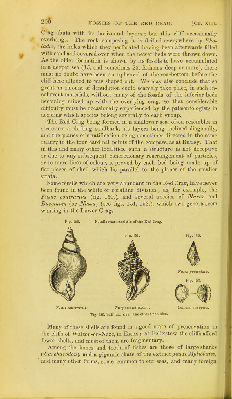 20(5 FOSSILS OF TIIE RED CRAG. [Ch. XIII. Crag abuts with its horizontal layers ; but this cliff occasionally overhangs. The rock composing it is drilled everywhere by Pho- lades, the holes which they perforated having been afterwards filled with sand and covered over when the newer beds were thrown down. As the older formation is shown by its fossils to have accumulated in a deeper sea (15, and sometimes 25, fathoms deep or more), there must no doubt have been an upheaval of the sea-bottom before the cliff here alluded to was shaped out. We may also conclude that so great an amount of denudation could scarcely take place, in such in- coherent materials, without many of the fossils of the inferior beds becoming mixed up with the overlying crag, so that considerable difficulty must be occasionally experienced by the palajontologists in deciding which species belong severally to each group. The Eed Crag being formed in a shallower sea, often resembles in structure a shifting sandbank, its layers being inclined diagonally, and the planes of stratification being sometimes directed in the same quarry to the four cardinal points of the compass, as atButley. That in this and many other localities, such a structure is not deceptive or due to any subsequent concretionary rearrangement of particles, or to mere lines of colour, is proved by each bed being made up of flat pieces of shell which lie parallel to the planes of the smaller strata. Some fossils which are very abundant in the Ked Crag, have never been found in the white or coralline division ; as, for example, the Fusus contrarius (fig. 150.), and several species of Murex and Baccinam (or NasscC) (see figs. 151, 152.), which two genera seem wanting in the Lower Crag. Fig. 150. Fossils characteristic of the Red Crag. Fig. 151. Fusus contrarius. Purpura letragona. Fig. 150. half nat. size; the others nat. size. Fig. 152. Kassa granulata. Fig. 153. Cyprtca curupica. Many of these shells are found in a good state of preservation in the cliffs of Walton-on-Naze, in Essex; at Felixstow the cliffs afford fewer shells, and most of them are fragmentary. Among the bones and teeth.of fishes are those of large sharks ( Carchurodon), and a gigantic skate of the extinct genus Myliobates, and many other forms, some common to our seas, and many foreign