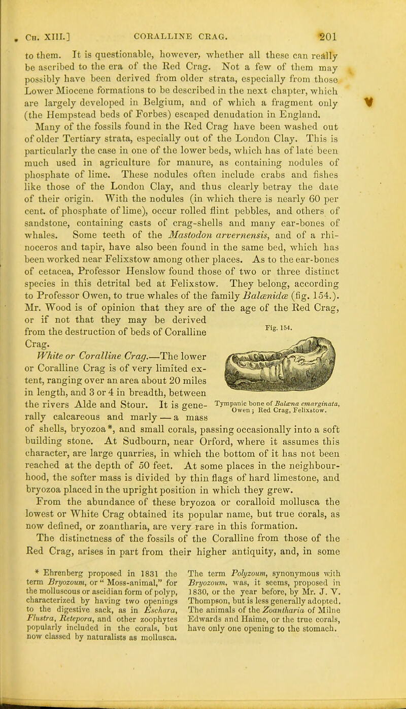 to them. It is questionable, however, whether all these can redlly be ascribed to the era of the Red Crag. Not a few of them may possibly have been derived from older strata, especially from those Lower Miocene formations to be described in the next chapter, which are largely developed in Belgium, and of which a fragment only (the Hempstead beds of Forbes) escaped denudation in England. Many of the fossils found in the Red Crag have been washed out of older Tertiary strata, especially out of the London Clay. This is particularly the case in one of the lower beds, which has of late been much used in agriculture for manure, as containing nodules of phosphate of lime. These nodules often include crabs and fishes like those of the London Clay, and thus clearly betray the date of their origin. With the nodules (in which there is nearly 60 per cent, of phosphate of lime), occur rolled flint pebbles, and others of sandstone, containing casts of crag-shells and many ear-bones of whales. Some teeth of the Mastodon arvernensis, and of a rhi- noceros and tapir, have also been found in the same bed, which has been worked near Felixstow among other places. As to the ear-bones of cetacea, Professor Henslow found those of two or three distinct species in this detrital bed at Felixstow. They belong, according to Professor Owen, to true whales of the family Balcenidoe (fig. 154.). Mr. Wood is of opinion that they are of the age of the Red Crag, or if not that they may be derived from the destruction of beds of Coralline Flg' 154‘ Crag. White or Coralline Crag The lower or Coralline Crag is of very limited ex- tent, ranging over an area about 20 miles in length, and 3 or 4 in breadth, between the rivers Aide and Stour. It is gene- Tympanic bone of Bahrna emcirginata, 0 Owen; Red Crag, Felixstow. rally calcareous and marly — a mass of shells, bryozoa*, and small corals, passing occasionally into a soft building stone. At Sudbourn, near Orford, where it assumes this character, are large quarries, in which the bottom of it has not been reached at the depth of 50 feet. At some places in the neighbour- hood, the softer mass is divided by thin flags of hard limestone, and bryozoa placed in the upright position in which they grew. From the abundance of these bryozoa or coralloid mollusca the lowest or White Crag obtained its popular name, but true corals, as now defined, or zoantharia, are very rare in this formation. The distinctness of the fossils of the Coralline from those of the Red Crag, arises in part from their higher antiquity, and, in some * Ehrenberg proposed in 1831 the term Bryozoum, or “ Moss-animal,” for the molluscous or ascidian form of polyp, characterized by having two openings to the digestive sack, as in Eschura, Flustra, Retepora, and other zoophytes popularly included in the corals, but now classed by naturalists as mollusca. The term Polyzoum, synonymous with Bryozoum, was, it seems, proposed in 1830, or the year before, by Mr. J. Y. Thompson, but is less generally adopted. The animals of the Zoantharia of Milne Edwards and Haimc, or the true corals, have only one opening to the stomach.