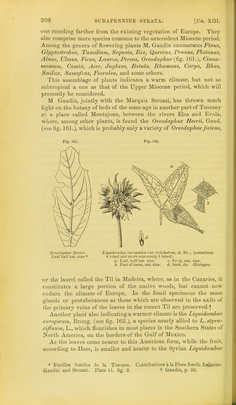 one receding farther from the existing vegetation of Europe. They also comprise more species common to the antecedent Miocene period. Among the genera of flowering plants M. Gaudin enumerates Pinus, Glyptostrobus, Taxodium, Sequoia, Ilex, Quercus, Prunus, Platanus, Alnus, Uimus, Ficus, Laurus, Persea, Oreodaphne (fig. 161.), Cinna- momum, Cassia, Acer, Juglans, JBetula, Rhamnus, Carya, Rhas, Smilax, Sassafras, Psoralea, and some others. This assemblage of plants indicates a warm climate, but not so subtropical a one as that of the Upper Miocene period, which will presently be considered. M Gaudin, jointly with the Marquis Strozzi, has thrown much light on the botany of beds of the same age in another part of Tuscany at a place called Montajone, between the rivers Elsa and Evola, where, among other plants, is found the Oreodaphne Eeerii, Gaud, (see fig. 161.), which is probably only a variety of Oreodaphne feetens, Fig. 161. Oreodaphne Heerii. Leaf half nat. size.* Fig. 162. Liquidambar europceum var. trilobatum, A. Br.; (sometimes 4 lobed and more commonly 5 lobed). a. Leaf, half nat. size. c. Fruit, nat. size. b. Part of same, nat. size. d. Seed, do. CEningen. •or the laurel called the Til in Madeira, where, as in the Canaries, it constitutes a large portion of the native woods, but cannot now endure the climate of Europe. In the fossil specimens the same glands or protuberances as those which are observed in the axils of the primary veins of the leaves in the recent Til are preserved-! Another plant also indicating a warmer climate is the Liquidambar europceum, Brong. (see fig. 162.), a species nearly allied to L. styra- cifluum, L., which flourishes in most places in the Southern States of North America, on the borders of the Gulf of Mexico. As the leaves come nearer to this American form, while the fruit, according to Heer, is smaller and nearer to the Syrian Liquidambar * Feuilles fossiles de la Toscane. Contributions a la Flore fossile Italienne. Gaudin and Strozzi. Plate 11. fig. 3. t Gaudin, p. 22.