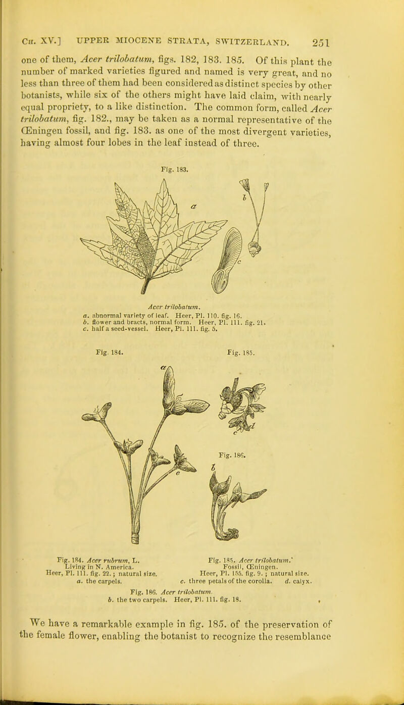 one of them, Acer trilobatum, figs. 182, 183. 185. Of this plant the number of marked varieties figured and named is very great, and no less than three of them had been considered as distinct species by other botanists, while six of the others might have laid claim, with nearly equal propriety, to a like distinction. The common form, called Acer trilobatum, fig. 182., may be taken as a normal representative of the CEningen fossil, and fig. 183. as one of the most divergent varieties, having almost four lobes in the leaf instead of three. Fig. 183. Acer trilobatum. a. abnormal variety of leaf. Heer, PI. 110. fig. 16. b. flower and bracts, normal form. Heer, PI. 111. fig. 21. c. half a seed-vessel. Heer, Pi. 111. fig. 5. Fig. 184. Fig. 185. Fig. 184. Acer rubrum, L. Living in N. America. Heer, PI. 111. fig. 22.; natural size. a. the carpels. Fig. 185. Acer trilobatum.' Fossil, CEningen. Heer, PI. 155. fig. 9.; natural size. c. three petals of the corolla. d. calyx. Fig. 186. Acer trilobatum. b. the two carpels. Heer, PI. 111. fig. 18. We have a remarkable example in fig. 185. of the preservation of the female flower, enabling the botanist to recognize the resemblance