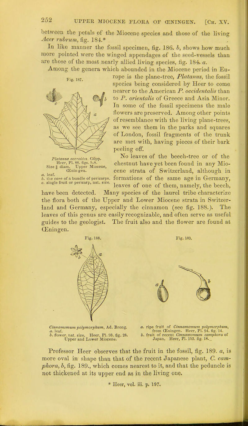 between the petals of the Miocene species and those of the living Acer rubrum, fig. 184.* In like manner the fossil specimen, fig. 186. b, shows how much more pointed were the winged appendages of the seed-vessels than are those of the most nearly allied living species, fig. 184. a. Among the genera which abounded in the Miocene period in Eu- rope is the plane-tree, Platanus, the fossil species being considered by Heer to come nearer to the American P. occidentalis than to P. orientalis of Greece and Asia Minor. In some of the fossil specimens the male flowers are preserved. Among other points of resemblance with the living plane-trees, as we see them in the parks and squares of London, fossil fragments of the trunk are met with, having pieces of their bark peeling off. No leaves of the beech-tree or of the chestnut have yet been found in any Mio- cene strata of Switzerland, although in formations of the same age in Germany, leaves of one of them, namely, the beech, have been detected. Many species of the laurel tribe characterize the flora both of the Upper and Lower Miocene strata in Switzer- land and Germany, especially the cinnamon (see fig. 188.). The leaves of this genus are easily recognizable, and often serve as useful guides to the geologist. The fruit also and the flower are found at CEningen. Fig. 188. Fig. 189. Fig. 187. Platanus aceroides. Gopp. Heer, PI. 88. figs. 5-8. Size § diam. Upper Miocene, (Enin gen. a. leaf. b. the core of a bundle of pericarps. c. single fruit or pericarp, nat. size. Cinnamomum polymorphum, Ad. Brong. a. leaf. b. flower, nat. size. Heer, PI. 93. fig. 28. Upper and Lower Miocene. a. ripe fruit of Cinnamomum polymorphum, from CEningen. Heer, PI. 94. fig. 14. b. fruit of recent Cinnamomum camphora of Japan. Heer, PI. 152. fig. 18... Professor Heer observes that the fruit in the fossil, fig. 189. a, is more oval in shape than that of the recent Japanese plant, C. cam- phora, b, fig. 189., which comes nearest to it, and that the peduncle is not thickened at its upper end as in the living one. * Heer, vol. iii. p. 197.