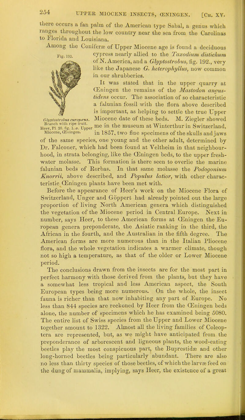 tlieie occurs a tan palm of the American type Sabal, a genus which ranges throughout the low country near the sea from the Carolinas to Florida and Louisiana. Among the Coniferae of Upper Miocene age is found a deciduous Flg 1!)2 cypress nearly allied to the Taxodium distichum oi'N. America, and a Glyptostrobus, fig. 192., very like the Japanese G. heterophylhis, now common in our shrubberies. It was stated that in the upper quarry at (Eningen the remains of the Mastodon anaus- tidens occur. The association of so characteristic a falunian fossil with the flora above described is important, as helping to settle the true Upper Glyptostrobus europirus. Miocene date of these beds. M. Ziegler showed me *n ^ie museum at Winterthur in Switzerland, Miocene, cEningeu. jn 1857, two fine specimens of the skulls and jaws of the same species, one young and the other adult, determined by Dr. Falconer, which had been found at Yeltheim in that neighbour- o hood, in strata belonging, like the (Eningen beds, to the upper fresh- water molasse. This formation is there seen to overlie the marine falunian beds of Rorbas. In that same molasse the Podogonium Knorrii, above described, and Populus latior, with other charac- teristic (Eningen plants have been met with. Before the appearance of Heer’s work on the Miocene Flora of Switzerland, Unger and Goppert had already pointed out the large proportion of living North American genera which distinguished the vegetation of the Miocene period in Central Europe. Next in number, says Fleer, to these American forms at (Eningen the Eu- ropean genera preponderate, the Asiatic ranking in the third, the African in the fourth, and the Australian in the fifth degree. The American forms are more numerous than in the Italian Pliocene flora, and the whole vegetation indicates a warmer climate, though not so high a temperature, as that of the older or Lower Miocene period. The conclusions drawn from the insects are for the most part in perfect harmony with those derived from the plants, but they have a somewhat less tropical and less American aspect, the South European types being more numerous. On the whole, the insect fauna is richer than that now inhabiting any part of Europe. No less than 844 species are reckoned by Ileer from the (Eningen beds alone, the number of specimens which he has examined being 5080. The entire list of Swiss species from the Upper and Lower Miocene together amount to 1322. Almost all the living families of Coleop- tera are represented, but, as we might have anticipated from the preponderance of arborescent and ligneous plants, the wood-eating beetles play the most conspicuous part, the Buprestidm and other long-horned beetles being particularly abundant. There are also no less than thirty species of those beetles, of which the larvse feed on the dung of mammalia, implying, says Ileer, the existence of a great