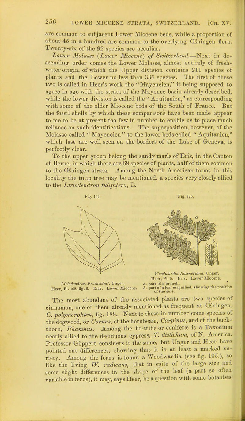 LOWER MIOCENE STRATA, SWITZERLAND. [Cn. XV. are common to subjacent Lower Miocene beds, while a proportion of about 45 in a hundred ai'e common to the overlying CEningen flora. Twenty-six of the 92 species are peculiar. Loioer Molasse {Lower Miocene') of Switzerland.—Next in de- scending order comes the Lower Molasse, almost entirely of fresh- water origin, of which the Upper division contains 211 species of plants and the Lower no less than 336 species. The first of these two is called in Heer’s work the “Mayencien,'’ it being supposed to agree in age with the strata of the Mayence basin already described, while the lower division is called the “ Aquitanien,” as corresponding with some of the older Miocene beds of the South of France. But the fossil shells by which these comparisons have been made appear to me to be at present too few in number to enable us to place much reliance on such identifications. The superposition, however, of the Molasse called “ Mayencien ” to the lower beds called “ Aquitanien,” which last are well seen on the borders of the Lake of Geneva, is perfectly clear. To the upper group belong the sandy marls of Eriz, in the Canton of Berne, in which there are 68 species of plants, half of them common to the CEningen strata. Among the North American forms in this locality the tulip tree may be mentioned, a species very closely allied to the Liriodendron tulipifera, L. Fig. 194. Fig. 195. Liriodendron Procaccinii, Unger. Heer, PI. 108. fig. 6. Eriz. Lower Miocene. Woodwardia Rossneriana, Unger. Heer, PI. 5. Eriz. Lower Miocene. a. part of a branch. b. part of a leaf magnified, showing the position of the sori. The most abundant of the associated plants are two species of cinnamon, one of them already mentioned as frequent at CEningen. C. polymorphism, fig. 188. Next to these in number come species ot the dogwood, or Cornus, of the hornbeam, Carpinus, and of the buck- thorn, Hhamnus. Among the fir-tribe or conifer® is a Taxodium nearly allied to the deciduous cypress, T. distichum, of A. America. Professor Goppert considers it the same, but Unger and Heer have pointed out differences, showing that it is at least a marked va- riety. Among the ferns is found a Woodwardia (see fig. 195.), so like the living IV. radicans, that in spite of the large size and some slight differences in the shape of the leaf (a part so often variable in ferns), it may, says Ileer, be a question with some botanists