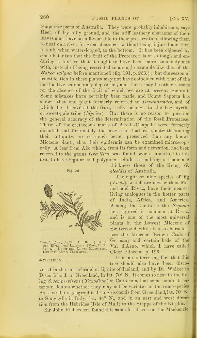 2G0 temperate parts of Australia. They were probably inhabitants, says Ileer, of dry hilly ground, and the stiff leathery character of their leaves must have been favourable to their preservation, allowing them to float on a river for great distances without being injured and then to sink, when water-logged, to the bottom. It has been objected by some botanists that the fruit of the Proteaceae is of so tough and en- during a texture that it ought to have been more commonly met with, instead of being restricted to a single example like that of the Hakea saligna before mentioned (fig. 191. p. 253.) ; but the season of fructification in these plants may not have coincided with that of the most active sedimentary deposition, and there may be other reasons for the absence of the fruit of which we are at present ignorant. Some mistakes have certainly been made, and Count Saporta has shown that one plant formerly referred to Dryandroides, and of which he discovered the fruit, really belongs to the bog-myrtle, or sweet-gale tribe (Myrica). But there is no reason to question the general accuracy of the determination of the fossil Proteaceae. Those of the cretaceous marls of Aix-la-Chapelle were formerly disputed, but fortunately the leaves in that case, notwithstanding their antiquity, are so much better preserved than any known Miocene plants, that their epidermis can be examined microscopi- cally. A leaf from Aix which, from its form and nervation, had been referred to the genus Grevillea, was found, when submitted to this test, to have regular and polygonal cellules resembling in shape and thickness those of the living G. Fig 201. oleoides of Australia. The eight or nine species of fig (.Ficus), which are met with at Mo- nod and Rivaz, have their nearest living analogues in the hotter parts of India, Africa, and America. Among the Coniferae the Sequoia here figured is common at Rivaz, and is one of the most universal plants in the Lowest Miocene of Switzerland, while it also character- izes the Miocene Brown Coals of Sequoia Langsdorju. Ad. Br. * natural Germany and certain beds of the size. Rivaz near Lausanne. (Heer, PI 21 yaJ d’ArnO, which I have Called fig. 4.) Upper and Lower Miocene and _ 7 Lower Pliocene, Val d’Arno. Older Pliocene, p. 195. . It is an interesting fact that this tree should also have been disco- vered in the surturbrand or lignite of Iceland, and by Dr. Walker in Disco Island, in Greenland, in lat. 70° N. It comes so near to the liv- ing S. sempervirens ( Taxodium) of California, that some botanists en- tertain doubts whether they may not be varieties of the same species As a fossil, its geographical range extends from Greenland, lat. 70° N. to Sinigaglia in Italy, lat. 44° N., and in an east and west direc- tion from the Hebrides (Isle of Mull) to the Steppe of the Kirghis. Sir John Richardson found this same fossil tree on the Mackenzie