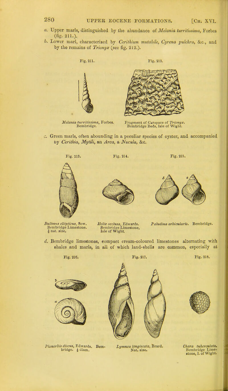 a. Upper marls, distinguished by the abundance of Melania turritissima, Forbes (%• 211.). b. Lower marl, characterized by Ceritldum mutabile, Cyrena pulclira, &c., and by the remains of Trionyx (see fig. 212.). Fig. 211. Fig. 212. Melania turritissima, Forbes. Fragment of Carapace of Trionyx. Bembridge. Bembridge Beds, Isle of Wight. c. Green marls, often abounding in a peculiar Species of oyster, and accompanied Dy Cerithia, Mytili, an Area, a Nucicla, &c. Fig. 213. Bulimns ellipticus, Sow. Bembridge Limestone. J nat. size. Fig. 214. Fig. 215. Helix occlusa, Edwards. Paludina orbicularis. Bembridge. Bembridge Limestone, Isle of Wight. d. Bembridge limestones, compact cream-coloured limestones alternating with shales and marls, in all of which land-shells are common, especially at Fig. 216. Fig. 217. Ptanorbis discus, Edwards. Bem- bridge. i diam. Lymnca longiscala, Brard, Eat. size. Fig. 218. Chara iuberculala. Bembridge Lime- stone, I. of Wight.