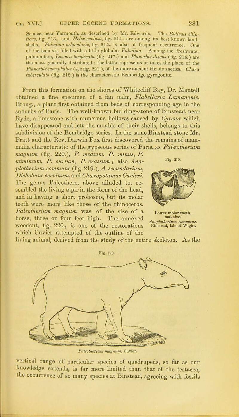 Sconce, near Yarmouth, as described by Mr. Edwards. The Bulimus cllip- tictis, fig. 213., and Helix occlusa, fig. 214., are among its best known land- shells. Paludina orbicularis, fig. 215., is also of frequent occurrence. One of the bands is filled with a little globular Paludina. Among the freshwater pulmonifera, Lymnea longiscata (fig. 217.) and Planorbis discus (fig. 216.) are the most generally distributed : the latter represents or takes the place of the Planorbis euomphalus (see fig. 221.), of the more ancient Headon series. Chara tuberculata (fig. 218.) is the characteristic Bembridge gyrogonite. From this formation on the shores of WhiteclifF Bay, Dr. Mantell obtained a fine specimen of a fan palm, Flabellaria Lamanonis, Brong., a plant first obtained from beds of corresponding age in the suburbs of Paris. The well-known building-stone of Binstead, near Ryde, a limestone with numerous hollows caused by Cyrence which have disappeared and left the moulds of their shells, belongs to this subdivision of the Bembridge series. In the same Binstead stone Mr. Pratt and the Rev. Darwin Fox first discovered the remains of mam- malia characteristic of the gypseous series of Paris, as Palceotherium magnum (fig. 220.), P. medium, P. minus, P. mimimum, P. curium, P. crassum; also Ano- plotherium commune (fig. 219.), A. secundarium, Dichobune cervinum, and Chceropotamus Cuvieri. The genus Paleothere, above alluded to, re- sembled the living tapir in the form of the head, and in having a short proboscis, but its molar teeth were more like those of the rhinoceros. Paleotherium magnum was of the size of a horse, three or four feet high. The annexed , , , . ° m Anoplothertum commune. woodcut, fig. 220., is one of the restorations Binstead, isle of Wight. which Cuvier attempted of the outline of the living animal, derived from the study of the entire skeleton. As the Fig. 219. Lower molar tooth, nat. size. Fig. 220. 1‘aleolhefium magnum, Cuvier. vertical range of particular species of quadrupeds, so far as our knowledge extends, is far more limited than that of the testacea, the occurrence of so many species at Binstead, agreeing with fossils