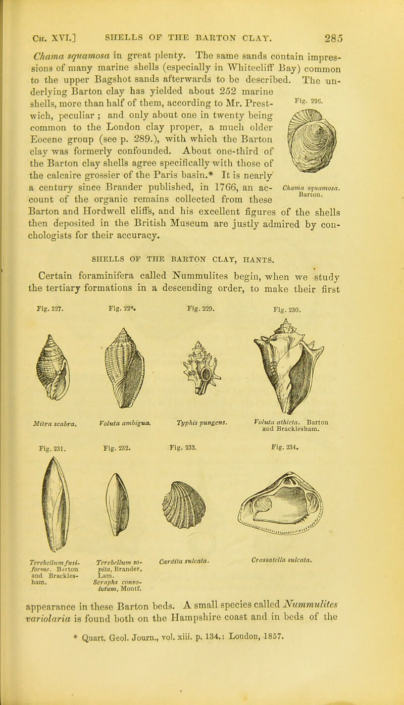 Chama squamosa in great plenty. The same sands contain impres- sions of many marine shells (especially in Whitecliff Bay) common to the upper Bagshot sands afterwards to be described. The un- derlying Barton clay has yielded about 252 marine shells, more than half of them, according to Mr. Prest- wich, peculiar ; and only about one in twenty being common to the London clay proper, a much older Eocene group (see p. 289.), with which the Barton clay was formerly confounded. About one-third of the Barton clay shells agree specifically with those of the calcaire grossier of the Paris basin.* It is nearly a century since Brander published, in 1766, an ac- Chama squamosa. count of the organic remains collected from these Barton and Hordwell cliffs, and his excellent figures of the shells then deposited in the British Museum are justly admired by con- chologists for their accuracy. Fig. 220. SHELLS OF THE BARTON CLAY, HANTS. Certain foraminifera called Nummulites begin, when we study the tertiary formations in a descending order, to make their first Fig.227. Fig. 22°. Fig.229. Fig. 230. ilitra scabra. Valuta ambigua. Typhis pungens. Voluta athleta. Barton and Bracklesham. Fig. 231. Terebdlum futl- ,forme. Barton and Brackles- ham. Fig. 232. Terchcllum so- pita, Brander, Lam. Seraphs convo- lutum, Montf. Fig. 233. Cardita sulcata. Fig. 234. Crnssatclla sulcata. appearance in these Barton beds. A small species called Nummulites variolaria is found both on the Hampshire coast and in beds of the * Quart. Geol. Journ., vol. xiii. p. 134.: London, 1857.