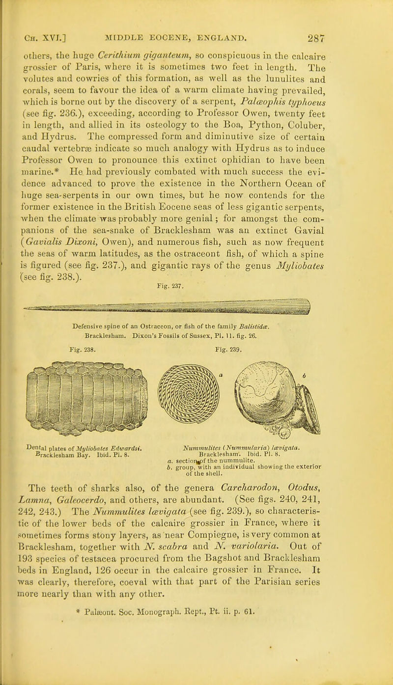 others, the huge Cerithium giganteum, so conspicuous in the calcaire grossier of Paris, where it is sometimes two feet in length. The volutes and cowries of this formation, as well as the lunulites and corals, seem to favour the idea of a warm climate having prevailed, which is borne out by the discovery of a serpent, Palceophis typhoeus (see fig. 236.), exceeding, according to Professor Owen, twenty feet in length, and allied in its osteology to the Boa, Python, Coluber, and Hydrus. The compressed form and diminutive size of certain caudal vertebra indicate so much analogy with Hydrus as to induce Professor Owen to pronounce this extinct ophidian to have been marine.* He had previously combated with much success the evi- dence advanced to prove the existence in the Northern Ocean of huge sea-serpents in our own times, but he now contends for the former existence in the British Eocene seas of less gigantic serpents, when the climate was probably more genial; for amongst the com- panions of the sea-snake of Bracklesham was an extinct Gavial (Gavialis Dixoni, Owen), and numerous fish, such as now frequent the seas of warm latitudes, as the ostraceont fish, of which a spine is figured (see fig. 237.), and gigantic rays of the genus Myliobates (see fig. 238.). Fig. 237. Defensive spine of an Ostraceon, or fish of the family Balisiidce. Bracklesham. Dixon’s Fossils of Sussex, Pi. 11. fig. 26. Fig. 238. Fig. 239. Dental plates of Myliobates F.dwardsi. Numnmlites (Nummularia) Icevigata. Dracklesham Bay. Ibid. PI. 8. Bracklesham'. Ibid. PI. 8. a. sectior^f the nummulite. b. group, with an individual showing the exterior of the shell. The teeth of sharks also, of the genera Carcliarodoii, Otodus, Lamna, Galeocerdo, and others, are abundant. (See figs. 240, 241, 242, 243.) The Nummulites Icevigata (see fig. 239.), so characteris- tic of the lower beds of the calcaire grossier in France, where it sometimes forms stony layers, as near Compiegne, is very common at Bracklesham, together with N. scabra and jV. variolaria. Out of 193 species of testacea procured from the Bagshot and Bracklesham beds in England, 126 occur in the calcaire grossier in France. It was clearly, therefore, coeval with that part of the Parisian series more nearly than with any other. * Palceont. Soc. Monograph. Rept., Ft. ii. p. 61.