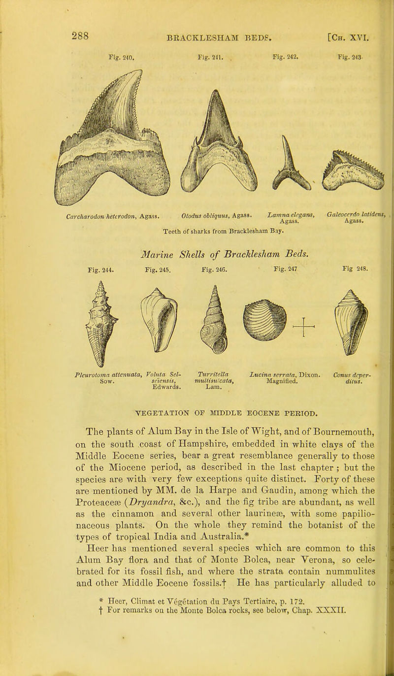 Fig. 243 Fig. 240. Fig. 211. Fig. 242. Carcharodon hetcrodon, Agass. Otodus obliquus. Agass. Lanina elrgans, Agass. Teeth of sharks from Bracklesham Bay. Galeocerdn latidens, Agass. Marine Shells of Bracklesham Beds. Fig. 244. Fig. 245. Pleurotoma attenuata, Valuta Sel- Sow. seiensis, Edwards. Fig. 246. Fig. 247 Turritella Lucina serrata, Dixon. mullisulcata. Magnified. Lam. Fig 248. Conus dcper- ditus. VEGETATION OF MIDDLE EOCENE PERIOD. The plants of Alum Bay in the Isle of Wight, and of Bournemouth, on the south coast of Hampshire, embedded in white clays of the Middle Eocene series, bear a great resemblance generally to those of the Miocene period, as described in the last chapter ; hut the species are with very few exceptions quite distinct. Forty of these are mentioned by MM. de la Harpe and Gaudin, among which the Proteacete (Dryandra, &c.), and the fig tribe are abundant, as well as the cinnamon and several other lauvineas, with some papilio- naceous plants. On the whole they remind the botanist of the types of tropical India and Australia.* I-Ieer has mentioned several species which are common to this Alum Bay flora and that of Monte Bolca, near Verona, so cele- brated for its fossil fish, and where the strata contain nummulites and other Middle Eocene fossils, t He has particularly alluded to * Heer, Climat et Vegetation du Pays Tertiaire, p. 172. f For remarks on the Monte Bolca rocks, see below, Chap. XXXII.