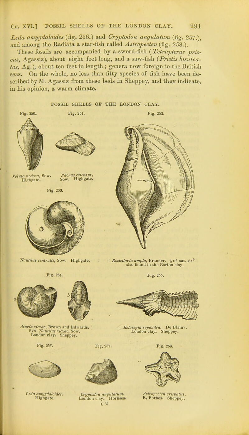 Leda amygdaloides (fig. 256.) and Cryptodon angulatum (fig. 257.), and among the Radiata a star-fish called Astropecten (fig. 258.). These fossils are accompanied by a sword-fish ( Tetrapterus pris- ms, Agassiz), about eight feet long, and a saw-fish (Pristis bisulca- tus, Ag.), about ten feet in length ; genera now foreign to the British seas. On the whole, no less than fifty species of fish have been de- scribed by M. Agassiz from these beds in Sheppey, and thev indicate, in his opinion, a warm climate. FOSSIL SHELLS OF THE LONDON CLAT. Fig. 250. Valuta nodosa, Sow. Highgate. Fig. 251. Phortis extensus, Sow. Highgate. Fig. 253. Nautilus centralis, Sow. Highgate. Fig. 252. Rustellaria ampla, Brander. £ of nat. si»e also found in the Barton clay. Fig. 254. Aturia xirzac, Brown and Edwards. ' Syn. Nautilus ziczac, Sow. London clay. Sheppey. Fig. 255. Rclosepia sepioidea. De Blainv. London clay. Sheppey. Fig. 256. Leda amygdaloides. Highgate. Fig.257. Cryptodon angulatum. London clay. Hornsea. 0 2 Fig. 258. Astropecten crispalus. E. Forbes. Sheppey.