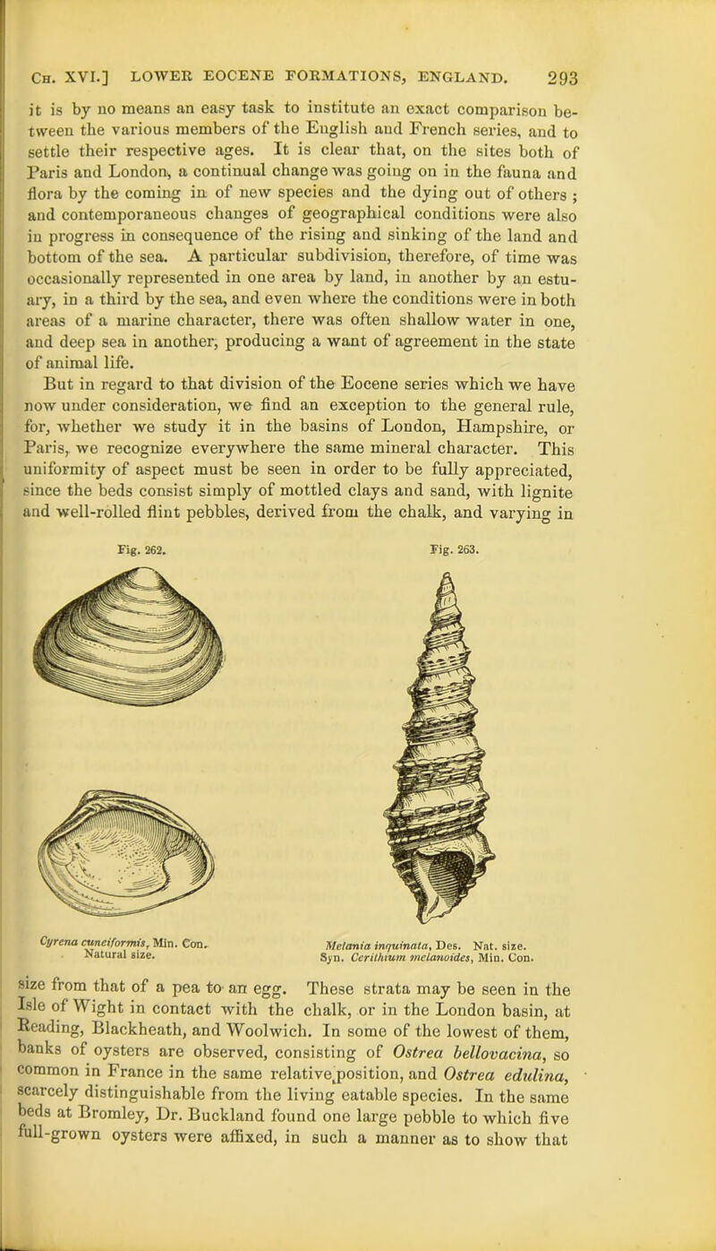 it is by no means an easy task to institute an exact comparison be- tween the various members of the English and French series, and to settle their respective ages. It is clear that, on the sites both of Paris and London, a continual change was going on in the fauna and flora by the coming in of new species and the dying out of others ; and contemporaneous changes of geographical conditions were also in progress in consequence of the rising and sinking of the land and bottom of the sea. A particular subdivision, therefore, of time was occasionally represented in one area by land, in another by an estu- ary, in a third by the sea, and even where the conditions were in both areas of a marine character, there was often shallow water in one, and deep sea in another, producing a want of agreement in the state of animal life. But in regard to that division of the Eocene series which we have now under consideration, we find an exception to the general rule, for, whether we study it in the basins of London, Hampshire, or Paris, we recognize everywhere the same mineral character. This uniformity of aspect must be seen in order to be fully appreciated, since the beds consist simply of mottled clays and sand, with lignite and well-rolled flint pebbles, derived from the chalk, and varying in Fig. 262. Fig. 263. Cyrcna cuneiforms, Min. Con. Melania inquinala, Des. Nat. size. Natural size. Syn. Cerithium melanoides, Min. Con. size from that of a pea to an egg. These strata may be seen in the Isle of Wight in contact with the chalk, or in the London basin, at Beading, Blackheath, and Woolwich. In some of the lowest of them, banks of oysters are observed, consisting of Ostrea bellovacma, so common in France in the same relativejoosition, and Ostrea edulina, scarcely distinguishable from the living eatable species. In the same beds at Bromley, Dr. Buckland found one large pebble to which five full-grown oysters were affixed, in sucli a manner as to show that