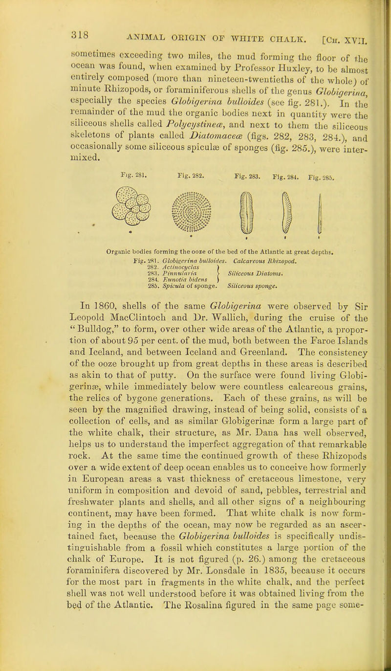 sometimes exceeding two miles, the mud forming the floor of the ocean was found, when examined by Professor Huxley, to be almost entirely composed (more than nineteen-twentieths of the whole) of minute Rhizopods, or foraminiferous shells of the genus Globigerina especially the species Globigerina bulloides (see fig. 281.). In the remainder of the mud the organic bodies next in quantity were the siliceous shells called Polycystinece, and next to them the siliceous skeletons of plants called Diatomacece (figs. 282, 283, 284.), and occasionally some siliceous spiculae of sponges (tfr. 285.) were inter- mixed. Fig. 281. Fig. 282. Fig. 283. Fig. 281. Fig. 285. Organic bodies forming the ooze of the bed of the Atlantic at great depths. Fig. 281. Globigerina bulloides. Calcareous Rhizopod. 282. Actinocyclas ) 283. Pinnularia > Siliceous Diatoms. 284. Eunotia hideas } 285. Spicula of sponge. Siliceous sponge. In 1860, shells of the same Globigerina were observed by Sir Leopold MacClintoch and Dr. Wallich, during the cruise of the “ Bulldog,” to form, over other wide areas of the Atlantic, a propor- tion of about 95 per cent, of the mud, both between the Faroe Islands and Iceland, and between Iceland and Greenland. The consistency of the ooze brought up from great depths in these areas is described as akin to that of putty. On the surface were found living Globi- gerinas, while immediately below were countless calcareous grains, the relics of bygone generations. Each of these grains, as will be seen by the magnified drawing, instead of being solid, consists of a collection of cells, and as similar Globigerinm form a large part of the white chalk, their structure, as Mr. Dana has well observed, helps us to understand the imperfect aggregation of that remarkable rock. At the same time the continued growth of these Rhizopods over a wide extent of deep ocean enables us to conceive how formerly in European areas a vast thickness of cretaceous limestone, very uniform in composition and devoid of sand, pebbles, terrestrial and freshwater plants and shells, and all other signs of a neighbouring continent, may have been formed. That white chalk is now form- ing in the depths of the ocean, may now be regarded as an ascer- tained fact, because the Globigerina bulloides is specifically undis- tinguishable from a fossil which constitutes a large portion of the chalk of Europe. It is not figured (p. 26.) among the cretaceous foraminifera discovered by Mr. Lonsdale in 1835, because it occurs for the most part in fragments in the white chalk, and the perfect shell was not well understood before it was obtained living from the bed of the Atlantic. The Rosalina figured in the same page some-