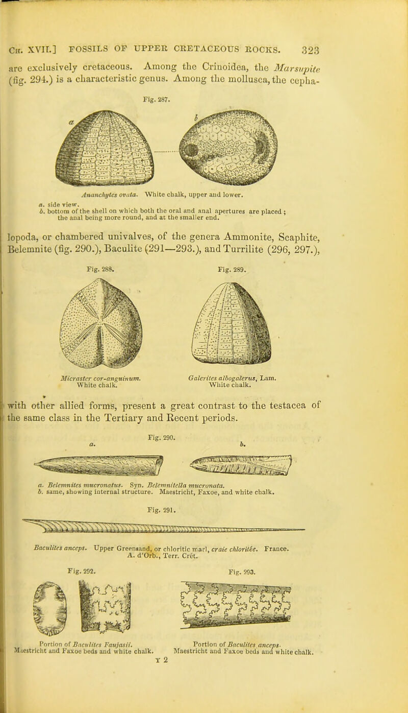 are exclusively cretaceous. Among the Crinoidea, the Marsupite (fig. 294.) is a characteristic genus. Among the mollusca, the cepha- Fig.287. Anunchytes ovata. White chalk, upper and lower. a. side view. b. bottom of the shell on which both the oral and anal apertures are placed ; the anal being more round, and at the smaller end. lopoda, or chambered univalves, of the genera Ammonite, Scaphite, Belemnite (fig. 290.), Baculite (291—293.), andTurrilite (296, 297.), Fig. 288. Fig. 289. Micraster cor-anguinum. White chalk. Galerttes albogalerus, Lam. White chalk. with other allied forms, present a great contrast to the testacea of the same class in the Tertiary and Recent periods. Fig. 290. a. b. a. Belemnites mucronatus. Syn. Belemnitella mucronuta. b. same, showing internal structure. Maestricht, Faxoe, and white chalk. Fig. 291. Baculites anccps. Upper Greensand, or chloritic marl, craie chlorilee. France. A. d’Orb., Terr. Cret. Fig. 292. Fig. 293. Portion of Baculites Faujasii. Maestricht and Faxoe beds and white chalk. Portion of Baculites anceps- Maestricht and Faxoe beds and white chalk.