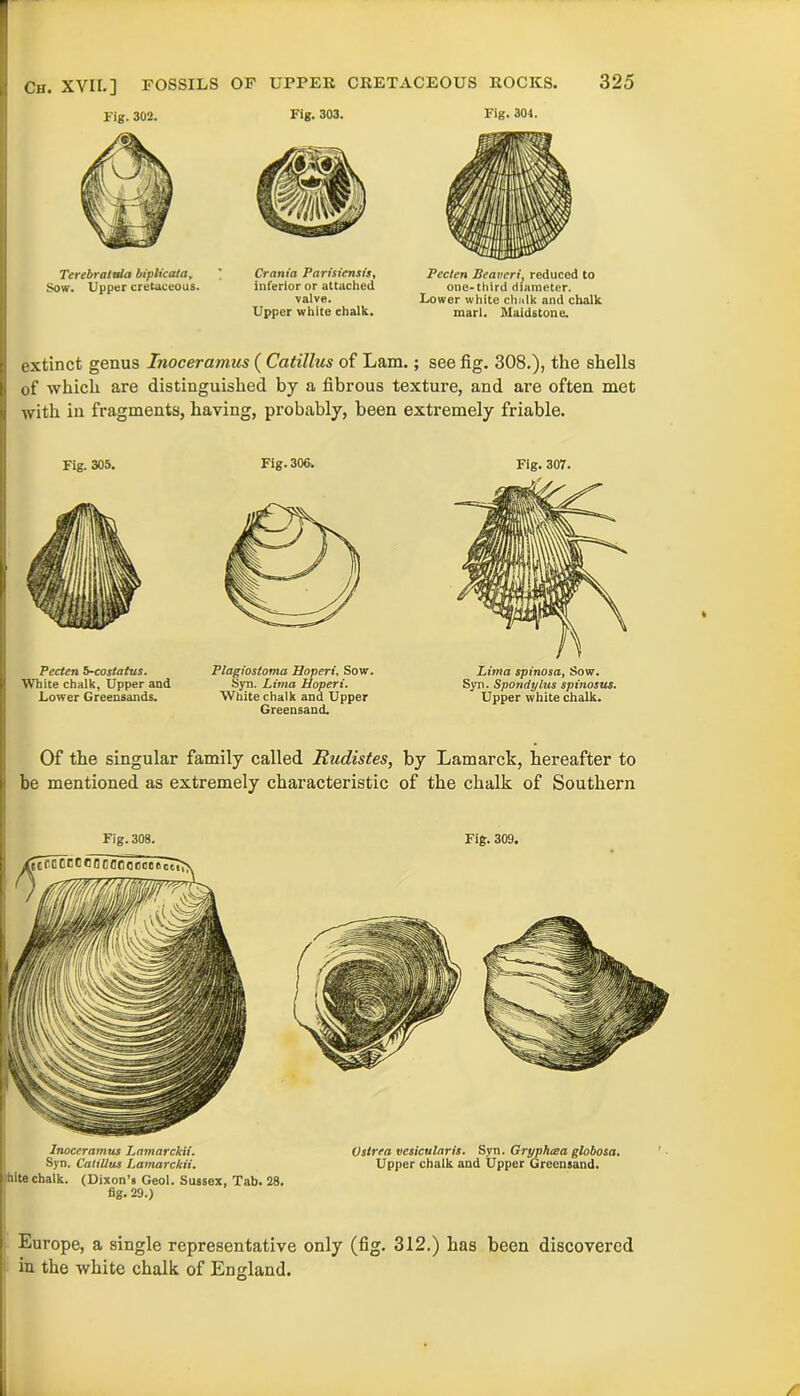 rig. 302. Terebratuln biplicata. Sow. Upper cretaceous. Fig. 303. Crania Parisicnsis, inferior or attached valve. Upper white ehalk. Fig. 304. Peclen Beaveri, reduced to one-third diameter. Lower white chalk and chalk marl. Maidstone. extinct genus Inoceramus ( Catillus of Lam.; see fig. 308.), the shells of which are distinguished by a fibrous texture, and are often met with in fragments, having, probably, been extremely friable. Fig. 305. Pecten b-costatus. White chalk, Upper and Lower Greensands. Fig. 306. Plagiosloma Hoperi, Sow. Syn. Lima Hoperi. White chalk and Upper Greensand. Fig. 307. Lima spinosa, Sow. Syn. Spondylus spinosus. Upper white chalk. Of the singular family called Rudistes, by Lamarck, hereafter to be mentioned as extremely characteristic of the chalk of Southern Fig.308. Inoceramus Lamarckii. Syn. Catillus Lamarckii. kite chalk. (Dixon’s Geol. Sussex, Tab. 28. fig. 29.) Fig. 309. Ostrea vcsicularis. Svn. Gryphcea globosa. Upper chalk and Upper Greensand. Europe, a single representative only (fig. 312.) has been discovered in the white chalk of England.