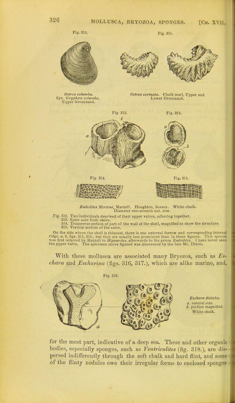 MOLL USCA, BRYOZOA, SPONGES. [Ch. XVII. Fig. 310. Fig. 311. Ostrea columha. Ostrea carinata. Chalk marl. Upper and Syn. Grypheca columha. Lower Greensand. Upper Greensand. Fig. 312. Fig. 313. X Radiolites Mortoni, Mantell. Houghton, Sussex. White chalk. Diameter one-seventh nat. size. Fig. 312. Two individuals deprived of their upper valves, adhering together. 313. Same seen from above. 314. Transverse section of part of the wall of the shell, magnified to show the structure. 315. Vertical section of the same. On the side where the shell is thinnest, there is one external furrow and corresponding internal ridge, a. b, figs. 312, 313; but they are usually less prominent than in these figures. This species was first referred by Mantell to Hippurites, afterwards to the genus Radiolites. I have never seen the upper valve. The specimen above figured was discovered by the late Mr. Dixon. With these mollusca are associated many Bryozoa, such as Es- char a and Escharina (figs. 316, 317.), which are alike marine, and, t Fig. 316. Eschara disticha. a. natural size. b. portion magnified. White chalk. for the most part, indicative of a deep sea. These and other organic 1 bodies, especially sponges, such as Ventriculites (fig. 318.), are dis-• persed indifferently through the soft chalk and hard flint, and some . of the flinty nodules owe their irregular forms to enclosed sponges •[