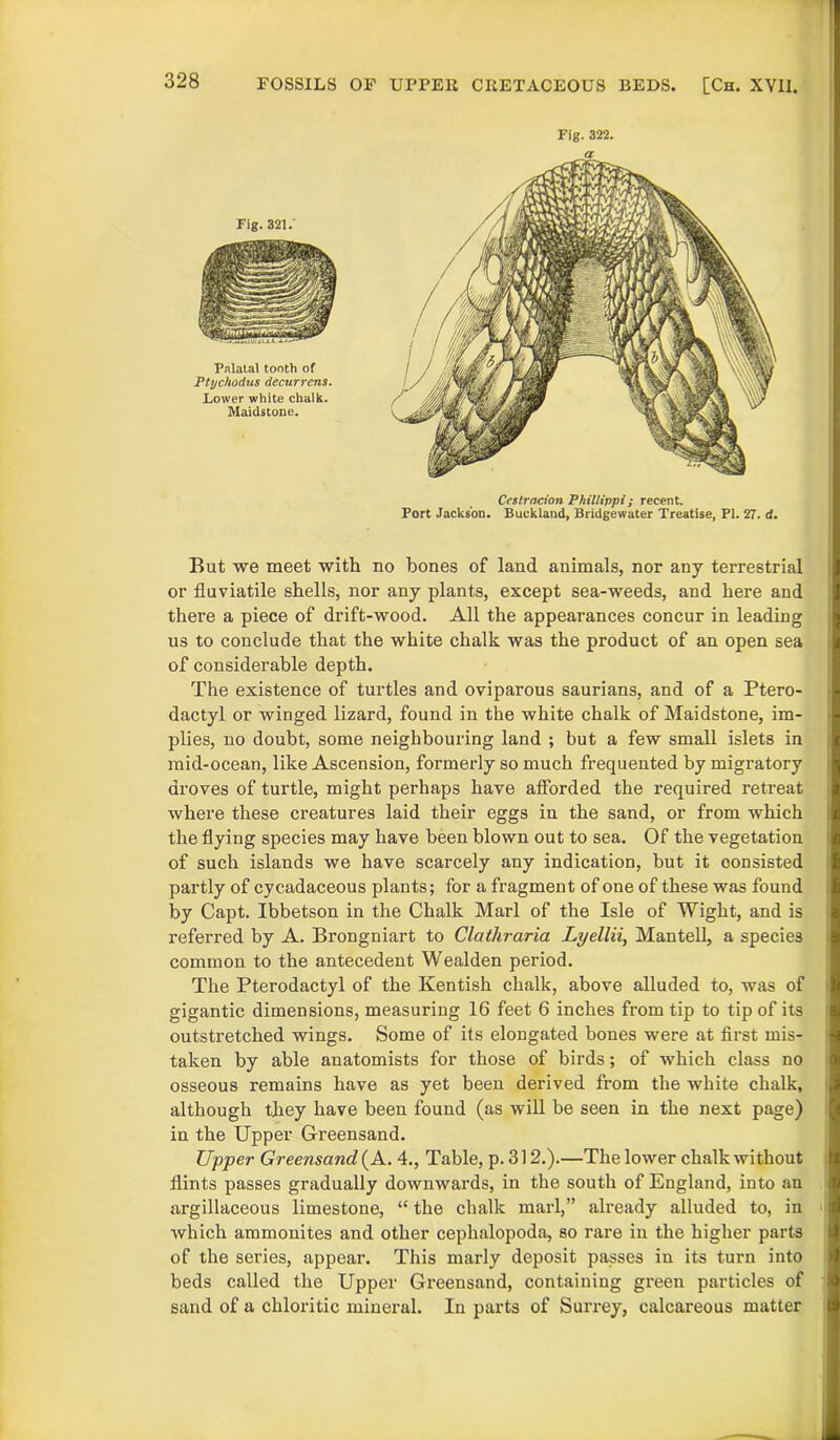 Fig. 322. a Cestracion Phillippi; recent. Port Jackson. Buckland, Bridgewater Treatise, PI. 27. d. But we meet with no bones of land animals, nor any terrestrial or fluviatile shells, nor any plants, except sea-weeds, and here and there a piece of drift-wood. All the appearances concur in leading us to conclude that the white chalk was the product of an open sea of considerable depth. The existence of turtles and oviparous saurians, and of a Ptero- dactyl or winged lizard, found in the white chalk of Maidstone, im- plies, no doubt, some neighbouring land ; but a few small islets in mid-ocean, like Ascension, formerly so much frequented by migratory droves of turtle, might perhaps have afforded the required retreat where these creatures laid their eggs iu the sand, or from which the flying species may have been blown out to sea. Of the vegetation of such islands we have scarcely any indication, but it consisted partly of cycadaceous plants; for a fragment of one of these was found by Capt. Ibbetson in the Chalk Marl of the Isle of Wight, and is referred by A. Brongniart to Clathraria Lyellii, Mantell, a species common to the antecedent Wealden period. The Pterodactyl of the Kentish chalk, above alluded to, was of gigantic dimensions, measuring 16 feet 6 inches from tip to tip of its outstretched wings. Some of its elongated bones were at first mis- taken by able anatomists for those of birds; of which class no osseous remains have as yet been derived from the white chalk, although they have been found (as will be seen in the next page) in the Upper Greensand. Upper Greensand (A. 4., Table, p. 312.).—The lower chalk without flints passes gradually downwards, in the south of England, into an argillaceous limestone, “ the chalk marl,” already alluded to, in which ammonites and other cephalopoda, so rare in the higher parts of the series, appear. This marly deposit passes in its turn into beds called the Upper Greensand, containing green particles of sand of a chloritic mineral. In parts of Surrey, calcareous matter