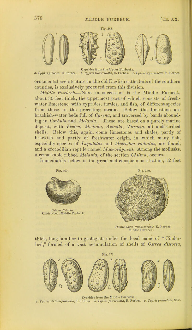 Fig. 368. Cyprides from the Upper Purbecks. a. Cyprisgibbosa, E. Forbes, b. Cypris tuberculata, E. Forbes, c. Cypris leguminella, R. Forbes. ornamental architecture in the old English cathedrals of the southern counties, is exclusively procured from this division. Middle Purbeck.—Next in succession is the Middle Purbeck, about 30 feet thick, the uppermost part of which consists of fresh- water limestone, with cyprides, turtles, and fish, of different species from those in the preceding strata. Below the limestone are brackish-water beds full of Cyrena, and traversed by bands abound- ing in Corbula and Melania. These are based on a purely marine deposit, with Pecten, Modiola, Avicula, Thracia, all undescribed shells. Below this, again, come limestones and shales, partly of brackish and partly of freshwater origin, in which many fish, especially species of Lepidotus and Microdon radiatus, are found, and a crocodilian reptile named Macrorhyncus. Among the mollusks, a remarkable ribbed Melania, of the section Chilina, occurs. Immediately below is the great and conspicuous stratum, 12 feet Fig. 369. Ostrea distorta. Cinder-bed, Middle Purbeck. Fig. 370. Hemicidaris Purbeckensis, E. Forbes. Middle Purbeck. thick, long familiar to geologists under the local name of “ Cinder- bed,” formed of a vast accumulation of shells of Ostrea distorta, Fig. 371. Cyprides from the Middle Purbecks. a. Cypris slriato-puvctata, E. Forbes, b. Cypris fasciculata, E. Forbes, c. Cypris granutata, Sow.