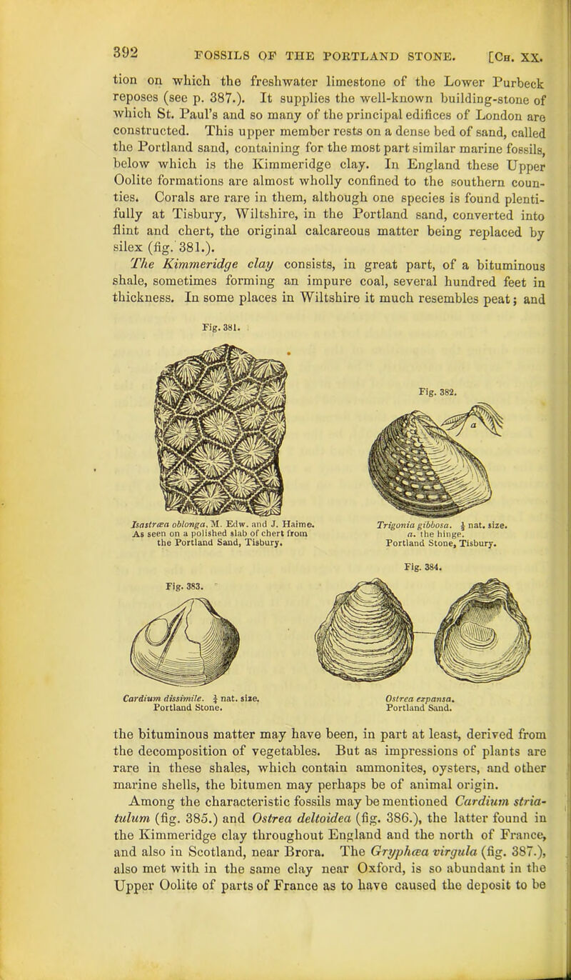 tion on which the freshwater limestone of the Lower Purbeck reposes (see p. 387.). It supplies the well-known building-stone of which St. Paul’s and so many of the principal edifices of London are constructed. This upper member rests on a dense bed of sand, called the Portland sand, containing for the most part similar marine fossils, below which is the Kimmeridge clay. In England these Upper Oolite formations are almost wholly confined to the southern coun- ties. Corals are rare in them, although one species is found plenti- fully at Tisbury, Wiltshire, in the Portland sand, converted into flint and chert, the original calcareous matter being replaced by silex (fig. 381.). The Kimmeridge clay consists, in great part, of a bituminous shale, sometimes forming an impure coal, several hundred feet in thickness. In some places in Wiltshire it much resembles peat; and Fig. 381. Isastrtsa oblonga, M. Edw. and J. Haime. As seen on a polished slab of chert from the Portland Sand, Tisbury. Fig. 382. Trigonia gibbosa. i nat. size. a. the hinge. Portland Stone, Tisbury. Fig. 383. Cardium dissimile. | nat. size. Portland Stone. Fig. 384. Ostrea expansa. Portland Sand. the bituminous matter may have been, in part at least, derived from the decomposition of vegetables. But as impressions of plants are rare in these shales, which contain ammonites, oysters, and other marine shells, the bitumen may perhaps be of animal origin. Among the characteristic fossils may be mentioned Cardium stria- tulum (fig. 385.) and Ostrea deltoidea (fig. 386.), the latter found in the Kimmeridge clay throughout England and the north of France, and also in Scotland, near Brora. The Gryphcea virgula (fig. 387.), also met with in the same clay near Oxford, is so abundant in the Upper Oolite of parts of France as to have caused the deposit to be