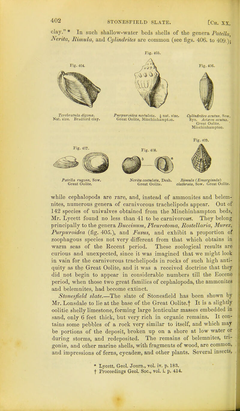 clay.”* In such shallow-water beds shells of the genera Patella j\'erita, Jiimula, and Cylindrites are common (see figs. 406. to 409.); Fig. 405. Fig. 404. Tercbratnla digona. Nat. size. Bradford ciay. Purpuroidea nodulala. \ nat. size. Great Oolite, Minchinhampton. Fig. 407. Fig. 408. Fig. 406. Cylindrites acutus. Sow. Syn. Actceon acutus. Great Oolite. Minchinhamptoo. Fig. 409. Patella rugosa. Sow. Great Oolite. Nerita costulala, Desh. Rimula (Emarginula) Great Oolite. clathrata, Sow. Great Oolite. while cephalopods are rare, and, instead of ammonites and belem- nites, numerous genera of carnivorous trachelipods appear. Out of 142 species of univalves obtained from the Minchinhampton beds, Mr. Lycett found no less than 41 to be carnivorous. They belong principally to the genera Buccinum, Pleurotoma, Rostellaria, Murex, Purpuroidea (fig. 405.), and Fusus, and exhibit a proportion of zoophagous species not very different from that which obtains in warm seas of the Recent period. These zoological results are curious and unexpected, since it was imagined that we might look in vain for the carnivorous trachelipods in rocks of such high anti- quity as the Great Oolite, and it was a received doctrine that they did not begin to appear in considerable numbers till the Eocene period, when those two great families of cephalopoda, the ammonites and belemnites, had become extinct. Stonesfield slate.—The slate of Stonesfield has been shown by Mr. Lonsdale to lie at the base of the Great Oolite.f It is a slightly oolitic shelly limestone, forming large lenticular masses embedded in sand, only 6 feet thick, but very rich in organic remains. It con- tains some pebbles of a rock very similar to itself, and which may be portions of the deposit, broken up on a shore at low water or during storms, and redeposited. The remains of belemnites, tn- gonise, and other marine shells, with fragments of wood, are common, and impressions of ferns, cycadem, and other plants. Several insects, * Lycett, Geol. Journ., vol. iv. p. 183. f Proceedings GeoL Soc., vol. i. p. 414.