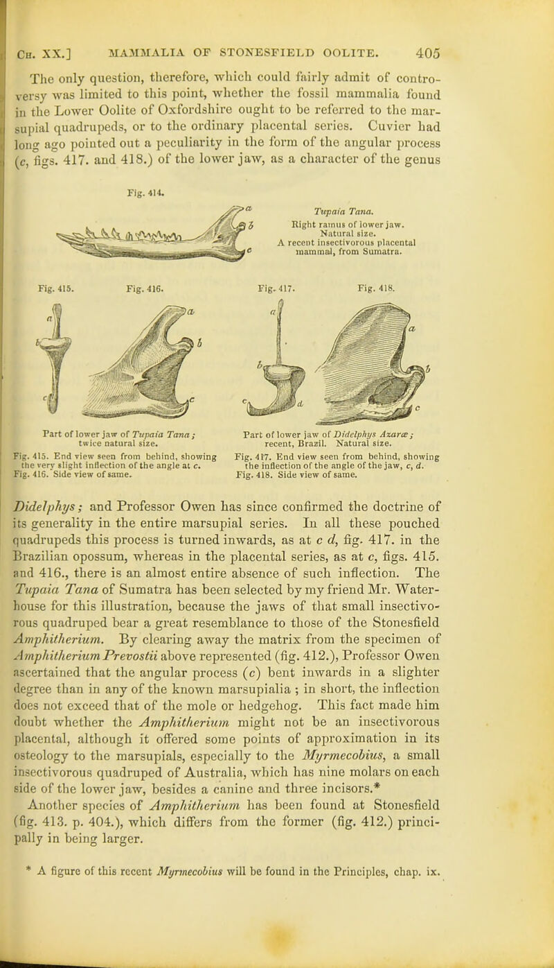 The only question, therefore, which could fairly admit of contro- versy was limited to this point, whether the fossil mammalia found in the Lower Oolite of Oxfordshire ought to be referred to the mar- supial quadrupeds, or to the ordinary placental series. Cuvier had long ago poiuted out a peculiarity in the form of the angular process (c, figs. 417. and 418.) of the lower jaw, as a character of the genus Fig. 414. Tupaia Tana. Right ramus oflower jaw. Natural size. A recent insectivorous placental mammal, from Sumatra. Fig. 415. Fig. 416. Fart of lower jaw of Tupaia Tana ; twice natural size. Fig. 415. End view seen from behind, showing the very slight inflection of the angle at c. Fig. 416. Side view of same. Fig.417. Fig. 418. Part oflower jaw of Didelphys Axarce; recent, Brazil. Natural size. Fig. 417. End view seen from behind, showing the inflection of the angle of the jaw, c, d. Fig. 418. Side view of same. Didelphys; and Professor Owen has since confirmed the doctrine of its generality in the entire marsupial series. In all these pouched quadrupeds this process is turned inwards, as at c d, fig. 417. in the Brazilian opossum, whereas in the placental series, as at c, figs. 415. and 416., there is an almost entire absence of such inflection. The Tupaia Tana of Sumatra has been selected by my friend Mr. Water- house for this illustration, because the jaws of that small insectivo- rous quadruped bear a great resemblance to those of the Stonesfield Amphitherium. By clearing away the matrix from the specimen of Amphitherium Prevostii above represented (fig. 412.), Professor Owen ascertained that the angular process (c) bent inwards in a slighter degree than in any of the known marsupialia ; in short, the inflection does not exceed that of the mole or hedgehog. This fact made him doubt whether the Ampliitherium might not be an insectivorous placental, although it offered some points of approximation in its osteology to the marsupials, especially to the Myrmecobius, a small insectivorous quadruped of Australia, which has nine molars on each side of the lower jaw, besides a canine and three incisors.* Another species of Ampliitherium has been found at Stonesfield (fig. 413. p. 404.), which differs from the former (fig. 412.) princi- pally in being larger. * A figure of this recent Myrmecobius will be found in the Principles, chap. ix.