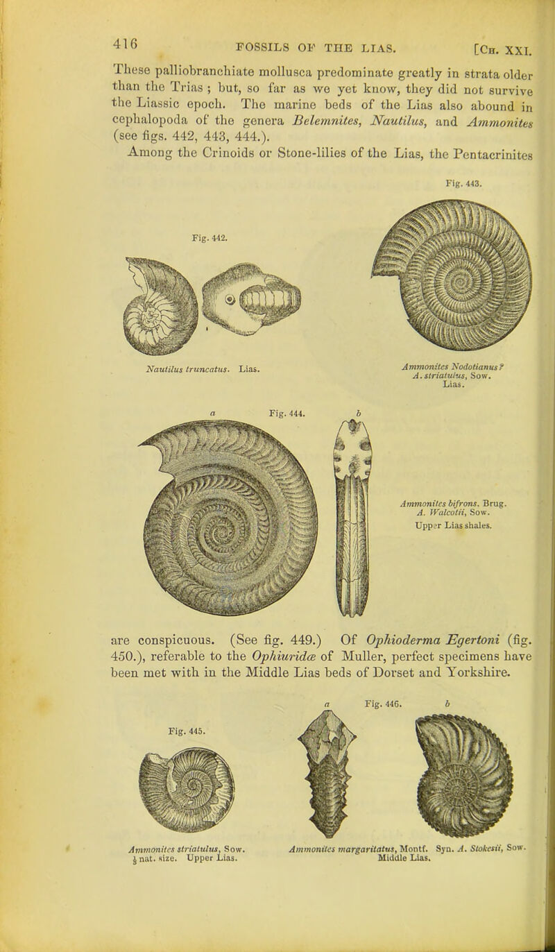 FOSSILS OF THE LIAS. [Ch. XXI. These palliobranchiate mollusca predominate greatly in strata older than the Trias ; but, so far as we yet know, they did not survive the Liassic epoch. The marine beds of the Lias also abound in cephalopoda of the genera Belemnites, Nautilus, and Ammonites (see figs. 442, 443, 444.). Among the Crinoids or Stone-lilies of the Lias, the Pentacrinites Fig. 443. are conspicuous. (See fig. 449.) Of Ophioclerma Egertoni (fig. 450.), referable to the Ophiuridoe of Muller, perfect specimens have been met with in the Middle Lias beds of Dorset and Yorkshire. Fig. 445. Ammonites striatulus, Sow. J nat. size. Upper Lias. Fig.446. b Ammonites margaritatus, Montf. Syn. A. Slokcsii, Sow. Middle Lias.