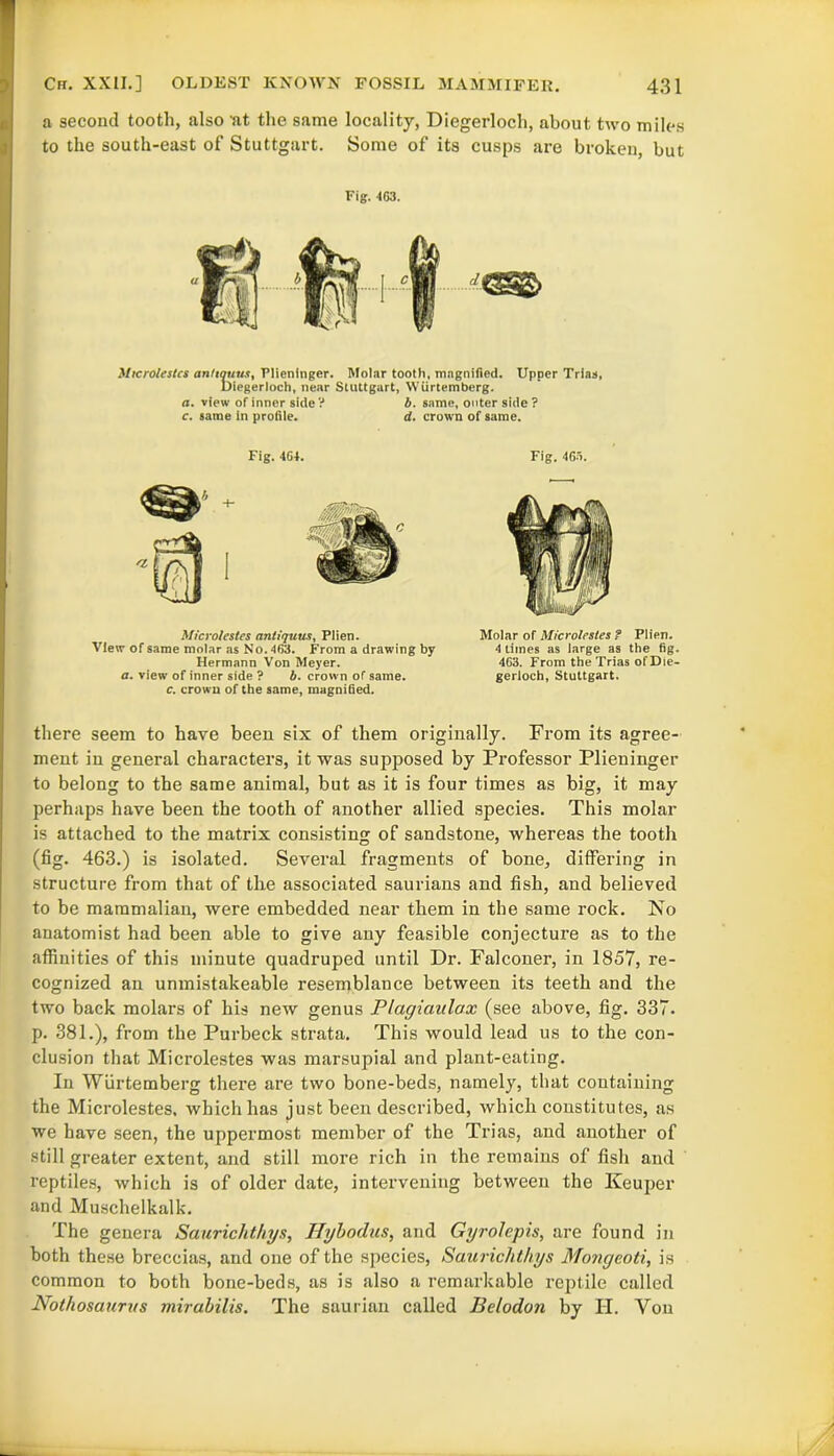 a second tooth, also 'at the same locality, Diegerloch, about two miles to the south-east of Stuttgart. Some of its cusps are broken, but Fig. 463. Microlestcs ant toons, Plienlnger. Molar tooth, magnified. Upper Trias, Diegerloch, near Stuttgart, Wiirtemberg. a. view of inner side? b. same, outer side ? c. same in profile. d. crown of same. Fig. 4G4. Fig. 463. Microlestes antiquus, Plien. View of same molar as No. 463. From a drawing by Hermann Von Meyer. a. view of inner side ? b. crown of same. c. crown of the same, magnified. Molar of Microlestes ? Plien. 4 times as large as the fig. 4G3. From the Trias ofDie- gerloch, Stuttgart. there seem to have been six of them originally. From its agree- ment in general characters, it was supposed by Professor Plieninger to belong to the same animal, but as it is four times as big, it may perhaps have been the tooth of another allied species. This molar is attached to the matrix consisting of sandstone, whereas the tooth (fig. 463.) is isolated. Several fragments of bone, differing in structure fz-om that of the associated saurians and fish, and believed to be mammalian, were embedded near them in the same rock. No anatomist had been able to give any feasible conjecture as to the affinities of this minute quadruped until Dr. Falconer, in 1857, re- cognized an unmistakeable resemblance between its teeth and the two back molars of his new genus Plagiaulax (see above, fig. 337. p. 381.), from the Pui'beck strata. This would lead us to the con- clusion that Microlestes was marsupial and plant-eating. In Wurtembei'g there are two bone-beds, namely, that containing the Microlestes, which has just been described, which constitutes, as we have seen, the uppermost member of the Trias, and another of still gi-eater extent, and still more rich in the remains of fish and reptiles, which is of older date, intervening between the Keuper and Muschelkalk. The genera Saurichthys, Hybodus, and Gyrolepis, are found in both these breccias, and one of the species, Saurichthys Mongeoti, is common to both bone-beds, as is also a remarkable reptile called Nothosaurus mirabilis. The saurian called Belodon by H. Yon