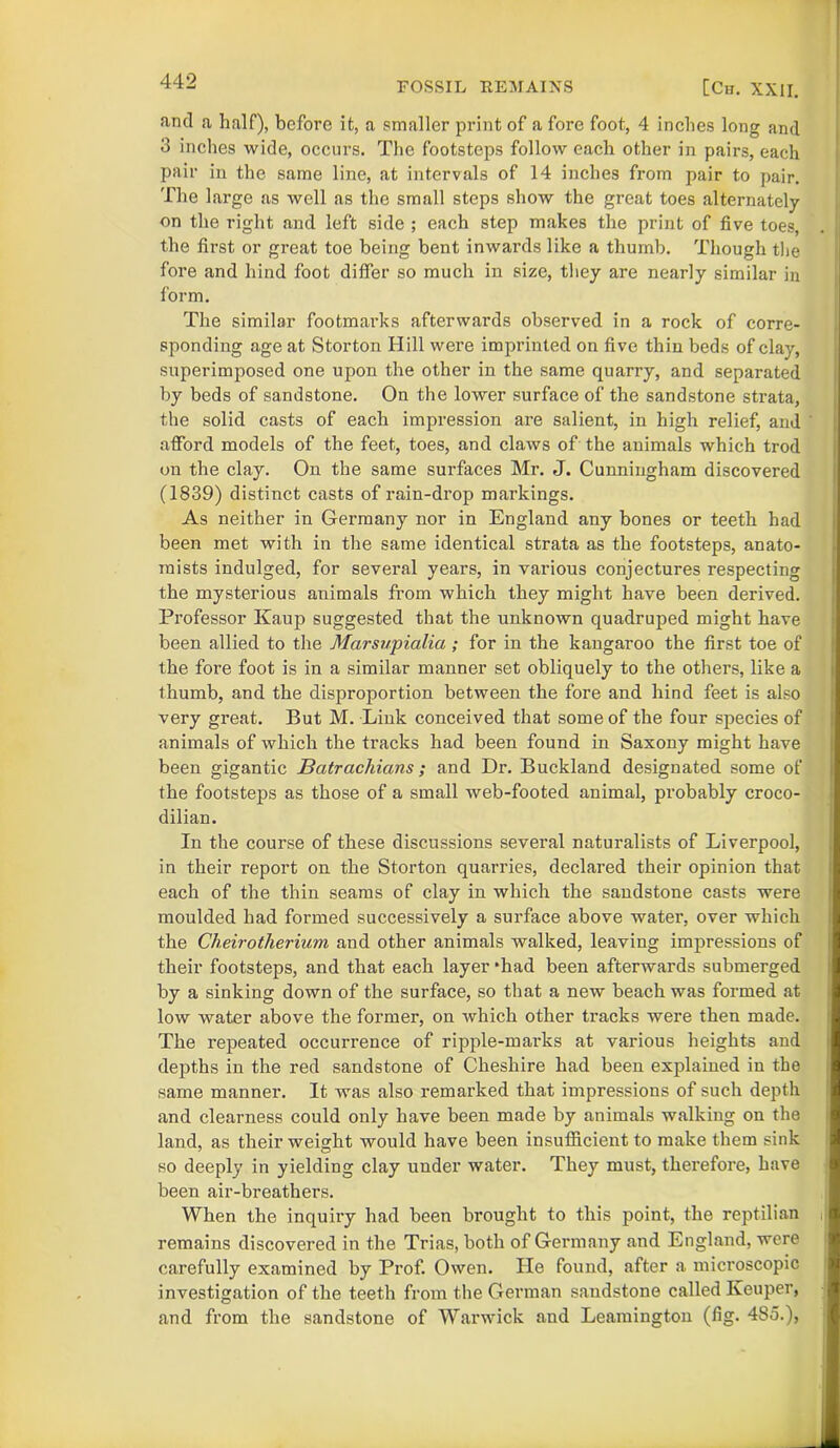 and a half), before it, a smaller print of a fore foot, 4 inches long and 3 inches wide, occurs. The footsteps follow each other in pairs, each pair in the same line, at intervals of 14 inches from pair to pair. The large as well as the small steps show the great toes alternately on the right and left side ; each step makes the print of five toes, the first or great toe being bent inwards like a thumb. Though the fore and hind foot differ so much in size, they are nearly similar in form. The similar footmarks afterwards observed in a rock of corre- sponding age at Storton Hill were imprinted on five thin beds of clay, superimposed one upon the other in the same quarry, and separated by beds of sandstone. On the lower surface of the sandstone strata, the solid casts of each impression are salient, in high relief, and afford models of the feet, toes, and claws of the animals which trod on the clay. On the same surfaces Mr. J. Cunningham discovered (1839) distinct casts of rain-drop markings. As neither in Germany nor in England any bones or teeth had been met with in the same identical strata as the footsteps, anato- mists indulged, for several years, in various conjectures respecting the mysterious animals from which they might have been derived. Professor Kaup suggested that the unknown quadruped might have been allied to the Marsupialia ; for in the kangaroo the first toe of the fore foot is in a similar manner set obliquely to the others, like a thumb, and the disproportion between the fore and hind feet is also very great. But M. Link conceived that some of the four species of animals of which the tracks had been found in Saxony might have been gigantic Batrachians; and Dr. Buckland designated some of the footsteps as those of a small web-footed animal, probably croco- dilian. In the course of these discussions several naturalists of Liverpool, in their report on the Storton quarries, declared their opinion that each of the thin seams of clay in which the sandstone casts were moulded had formed successively a surface above water, over which the Cheirotherium and other animals walked, leaving impressions of their footsteps, and that each layer ‘had been afterwards submerged by a sinking down of the surface, so that a new beach was formed at low water above the former, on which other tracks were then made. The repeated occurrence of ripple-marks at various heights and depths in the red sandstone of Cheshire had been explained in the same manner. It was also remarked that impressions of such depth and clearness could only have been made by animals walking on the land, as their weight would have been insufficient to make them sink so deeply in yielding clay under water. They must, therefore, have been air-breathers. When the inquiry had been brought to this point, the reptilian , remains discovered in the Trias, both of Germany and England, were carefully examined by Prof. Owen. lie found, after a microscopic investigation of the teeth from the German sandstone called Keuper, and from the sandstone of Warwick and Leamington (fig. 48o.),