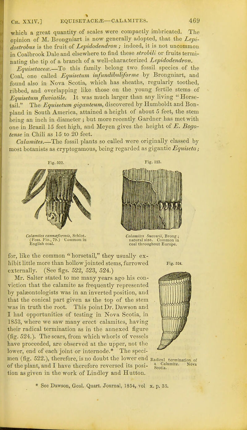 ■which a great quantity of scales were compactly imbricated. The opinion of M. Brongniart is now generally adopted, that the Lepi- dostrobus is the fruit of Lepidodendron ; indeed, it is not uncommon in Coalbrook Dale and elsewhere to find these strobili or fruits termi- nating the tip of a branch of a well-characterized Lepidodendron. Equisetacece.—To this family belong two fossil species of the Coal, one called Equisetum infundibuliforme by Brongniart, and found also in Nova Scotia, which has sheaths, regularly toothed, ribbed, and overlapping like those on the young fertile stems of Equisetumfluviatile. It was much larger than any living “Horse- tail.” The Equisetum giganteum, discovered by Humboldt and Bon- plaud in South America, attained a height of about 5 feet, the stem being an inch in diameter ; but more recently Gardner has met with one in Brazil 15 feet high, and Meyen gives the height of E. Bogo- tense in Chili as 15 to 20 feet. Catamites.—The fossil plants so called were originally classed by most botanists as cryptogamous, being regarded as gigantic Equiseta; Fig. 522. , Fig. 523. Catamites cannaformis, Schlot. (Foss. Flo., 79.) Common in English coal. Catamites Sucowii, Brong; natural size. Common in coal throughout Europe. for, like the common “ horsetail,” they usually ex- hibit little more than hollow jointed stems, furrowed externally. (See figs. 522, 523, 524.) Mr. Salter stated to me many years ago his con- viction that the calamite as frequently represented by palseontologists was in an inverted position, and that the conical part given as the top of the stem was in truth the root. This point Dr. Dawson and I had opportunities of testing in Nova Scotia, in 1853, where we saw many erect catamites, having their radical termination as in the annexed figure (fig. 524.). The scars, from which whorls of vessels have proceeded, are observed at the upper, not the lower, end of each joint or internode.* The speci- men (fig. 522.), therefore, is no doubt the lower end of the plant, and I have therefore reversed its posi- tion as given in the work of Lindley and Hutton. Fig. 524. Kadicnl termination of a Calamite. Nova Scotia. * See Dawson, Gcol. Quart. Journal, 1854, vol x. p. 35.