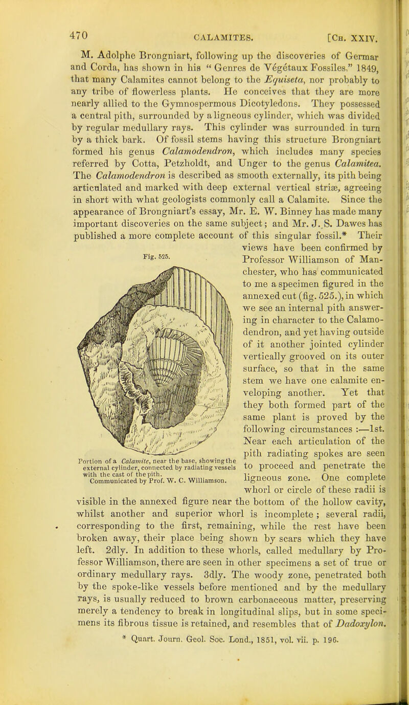 M. Adolphe Brongniart, following up the discoveries of Germar and Corda, has shown in his “ Genres de Vegetaux Fossiles,” 1849, that many Calamites cannot belong to the Ecjuiseta, nor probably to any tribe of flowerless plants. He conceives that they are more nearly allied to the Gymnospermous Dicotyledons. They possessed a central pith, surrounded by a ligneous cylinder, which was divided by regular medullary rays. This cylinder was surrounded in turn by a thick bark. Of fossil stems having this structure Brongniart formed his genus Calamodendron, which includes many species referred by Cotta, Petzholdt, and Unger to the genus Calamitea. The Calamodendron is described as smooth externally, its pith being articulated and marked with deep external vertical striae, agreeing in short with what geologists commonly call a Calamite. Since the appearance of Brongniart’s essay, Mr. E. W. Binney has made many important discoveries on the same subject; and Mr. J.S. Dawes has published a more complete account of this singular fossil.* Their views have been confirmed by Professor Williamson of Man- chester, who has communicated to me a specimen figured in the annexed cut (fig. 525.), in which we see an internal pith answer- ing in character to the Calamo- dendron, and yet having outside of it another jointed cylinder vertically grooved on its outer surface, so that in the same stem we have one calamite en- veloping another. Yet that they both formed part of the same plant is proved by the following circumstances :—1st. Near each articulation of the pith radiating spokes are seen 1 o 1 romon oi <x cuuimuc, ue<xi me uasc, Miuwmg me , -i -i , 4-1 external cylinder, connected by radiating vessels tO proceed and penetrate tne w commU“i5ca?Lnry Prof. w. c. Williamson. ligneous zone. One complete whorl or circle of these radii is visible in the annexed figure near the bottom of the hollow cavity, whilst another and superior whorl is incomplete ; several radii, corresponding to the first, remaining, while the rest have been broken away, their place being shown by scars which they have left. 2dly. In addition to these whorls, called medullary by Pro- fessor Williamson, there are seen in other specimens a set of true or ordinary medullary rays. 3dly. The woody zone, penetrated both by the spoke-like vessels before mentioned and by the medullary rays, is usually reduced to brown carbonaceous matter, preserving merely a tendency to break in longitudinal slips, but in some speci- mens its fibrous tissue is retained, and resembles that of Dadoxylon. * Quart. Journ. Gcol. Soc. Load., 1851, vol. vii. p. 196. Fig. 525. T) — .. * r .. nC n r*» 7 / .. f, nnv I V, V\ op A r* Vi ATTI mrt II, A