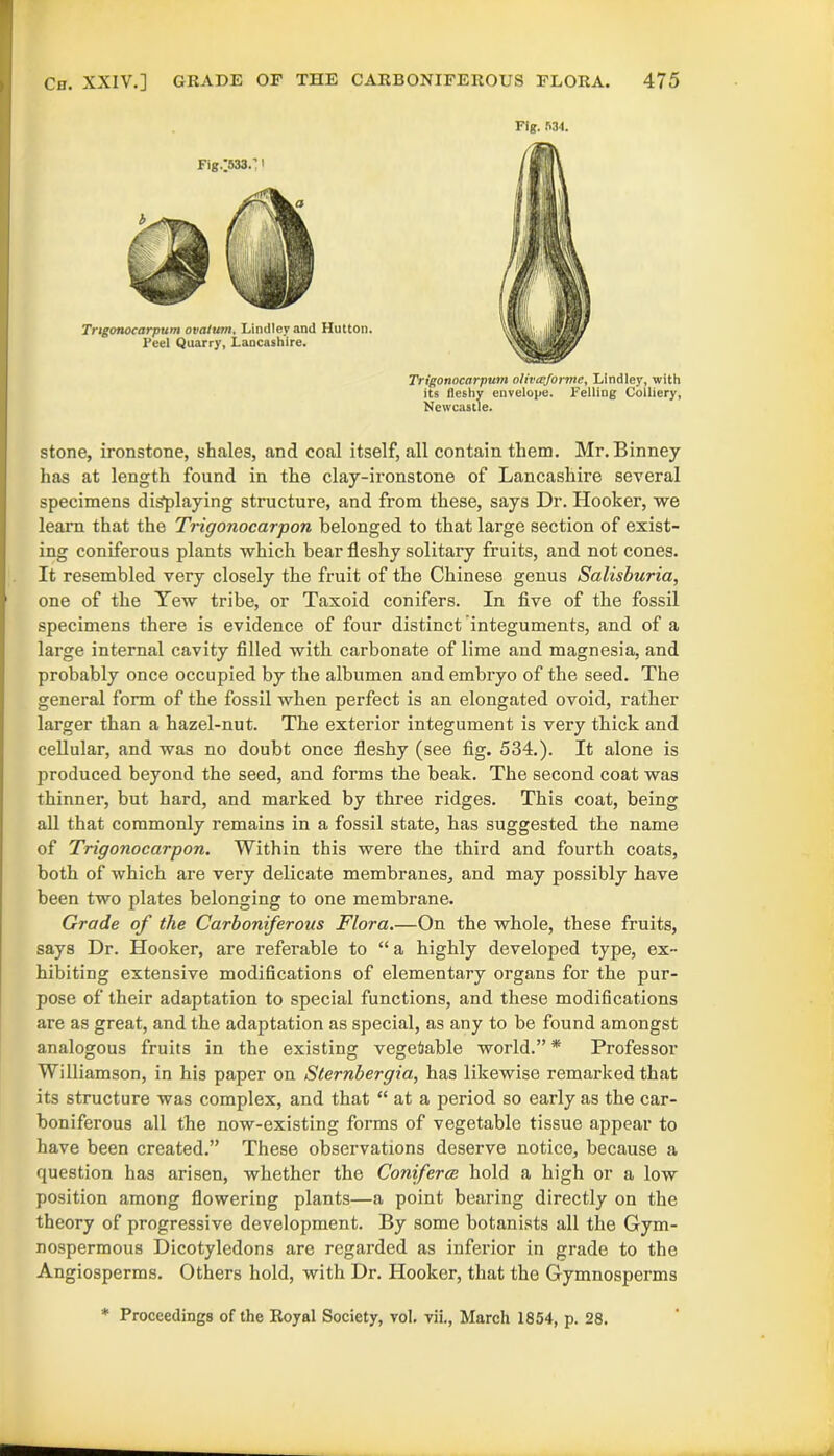 Fig. 534. Trigonocarpum ovaturn, I.indlcy and Hutton. Feel Quarry, Lancashire. Fig.;533.';i Trigonocarpum olivceforme, Lindley, with its fleshy envelope. Felling Colliery, Newcastle. stone, ironstone, shales, and coal itself, all contain them. Mr. Binney has at length found in the clay-ironstone of Lancashire several specimens displaying structure, and from these, says Dr. Hooker, we learn that the Trigonocarpon belonged to that large section of exist- ing coniferous plants which bear fleshy solitary fruits, and not cones. It resembled very closely the fruit of the Chinese genus Salisburia, ' one of the Yew tribe, or Taxoid conifers. In five of the fossil specimens there is evidence of four distinct integuments, and of a large internal cavity filled with carbonate of lime and magnesia, and probably once occupied by the albumen and embryo of the seed. The general form of the fossil when perfect is an elongated ovoid, rather larger than a hazel-nut. The exterior integument is very thick and cellular, and was no doubt once fleshy (see fig. 534.). It alone is produced beyond the seed, and forms the beak. The second coat was thinner, but hard, and marked by three ridges. This coat, being all that commonly remains in a fossil state, has suggested the name of Trigonocarpon. Within this were the third and fourth coats, both of which are very delicate membranes, and may possibly have been two plates belonging to one membrane. Grade of the Carboniferous Flora.—On the whole, these fruits, says Dr. Hooker, are referable to “ a highly developed type, ex- hibiting extensive modifications of elementary organs for the pur- pose of their adaptation to special functions, and these modifications are as great, and the adaptation as special, as any to be found amongst analogous fruits in the existing vegetable world.” * Professor Williamson, in his paper on Sternbergia, has likewise remarked that its structure was complex, and that “ at a period so early as the car- boniferous all the now-existing forms of vegetable tissue appear to have been created.” These observations deserve notice, because a question has arisen, whether the Conferee hold a high or a low position among flowering plants—a point bearing directly on the theory of progressive development. By some botanists all the Gym- nospermous Dicotyledons are regarded as inferior in grade to the Angiosperms. Others hold, with Dr. Hooker, that the Gymnosperms * Proceedings of the Royal Society, vol. vii., March 1854, p. 28.