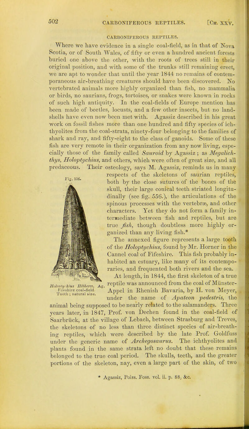 Fk. 556. CARBONIFEROUS REPTILES. Where we have evidence in a single coal-field, as in that of Nova Scotia, or of South Wales, of fifty or even a hundred ancient forests buried one above the other, with the roots of trees still ii> their original position, and with some of the trunks still remaining erect, we are apt to wonder that until the year 1844 no remains of contem- poraneous air-breathing creatures should have been discovered. No vertebrated animals more highly organized than fish, no mammalia or birds, no saurians, frogs, tortoises, or snakes were known in rocks of such high antiquity. In the coal-fields of Europe mention has been made of beetles, locusts, and a few other insects, but no land- shells have even now been met with. Agassiz described in his great work on fossil fishes more than one hundred and fifty species of ich- thyolites from the coal-strata, ninety-four belonging to the families of shark and ray, and fifty-eight to the class of ganoids. Some of these fish are very remote in their organization from any now living, espe- cially those of the family called Sauroid by Agassiz ; as Megalich- thys, Holoptychius, and others, which were often of great size, and all predaceous. Their osteology, says M. Agassiz, reminds us in many respects of the skeletons of saurian reptiles, both by the close sutures of the bones of the skull, their large conical teeth striated longitu- dinally (see fig. 556.), the articulations of the spinous processes with the vertebras, and other characters. Yet they do not form a family in- termediate between fish and reptiles, but are true fish, though doubtless more highly or- ganized than any living fish.* The annexed figure represents a large tooth of the Holoptychius, found by Mr. Horner in the Cannel coal of Fifeshire. This fish probably in- habited an estuary, like many of its contempo- raries, and frequented both rivers and the sea. At length, in 1844, the first skeleton of a true reptile was announced from the coal of Munster- Appel in Rhenish Bavaria, by H. von Meyer, under the name of Apateon pedestris, the animal being supposed to be nearly related to the salamanders. Three years later, in 1847, Prof, von Dechen found in the coal-field of Saarbriick, at the village of Lebach, between Strasburg and Treves, the skeletons of no less than three distinct species of air-breath- ing reptiles, which were described by the late Prof. Goldfuss under the generic name of Archegosaurus. The ichthyolites and plants found in the same strata left no doubt that these remains belonged to the true coal period. The skulls, teeth, and the greater portions of the skeleton, nay, even a large part of the skin, of two Holnptyrhius Hihbern, Ag. Fii-pshire coal-field. Tooth; natural size. * Agassiz, Poiss. Foss. vol. ii. p. 88, &c.