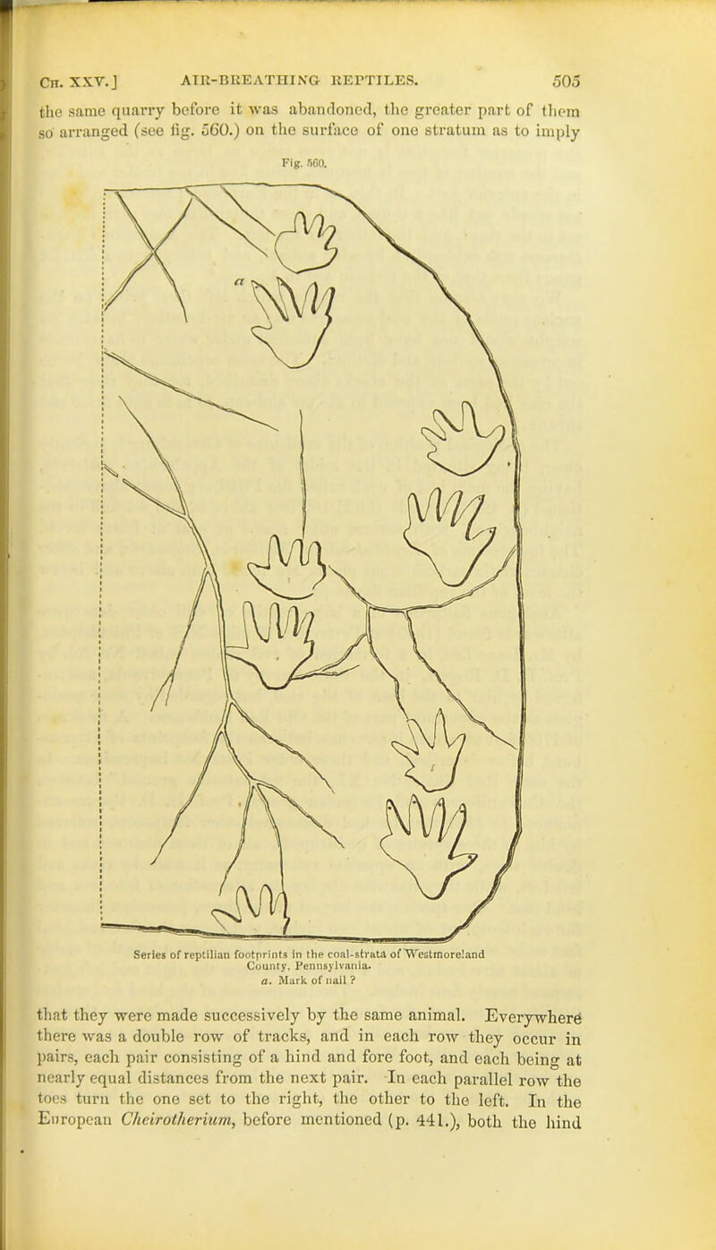 the same quarry before it was abandoned, the greater part of them so arranged (see fig. 560.) on the surface of one stratum as to imply Fig. SCO. that they were made successively by the same animal. Everywhere there was a double row of tracks, and in each row they occur in pairs, each pair consisting of a hind and fore foot, and each being at nearly equal distances from the next pair. In each parallel row the toes turn the one set to the right, the other to the left. In the European Chcirotherium, before mentioned (p. 441.), both the hind
