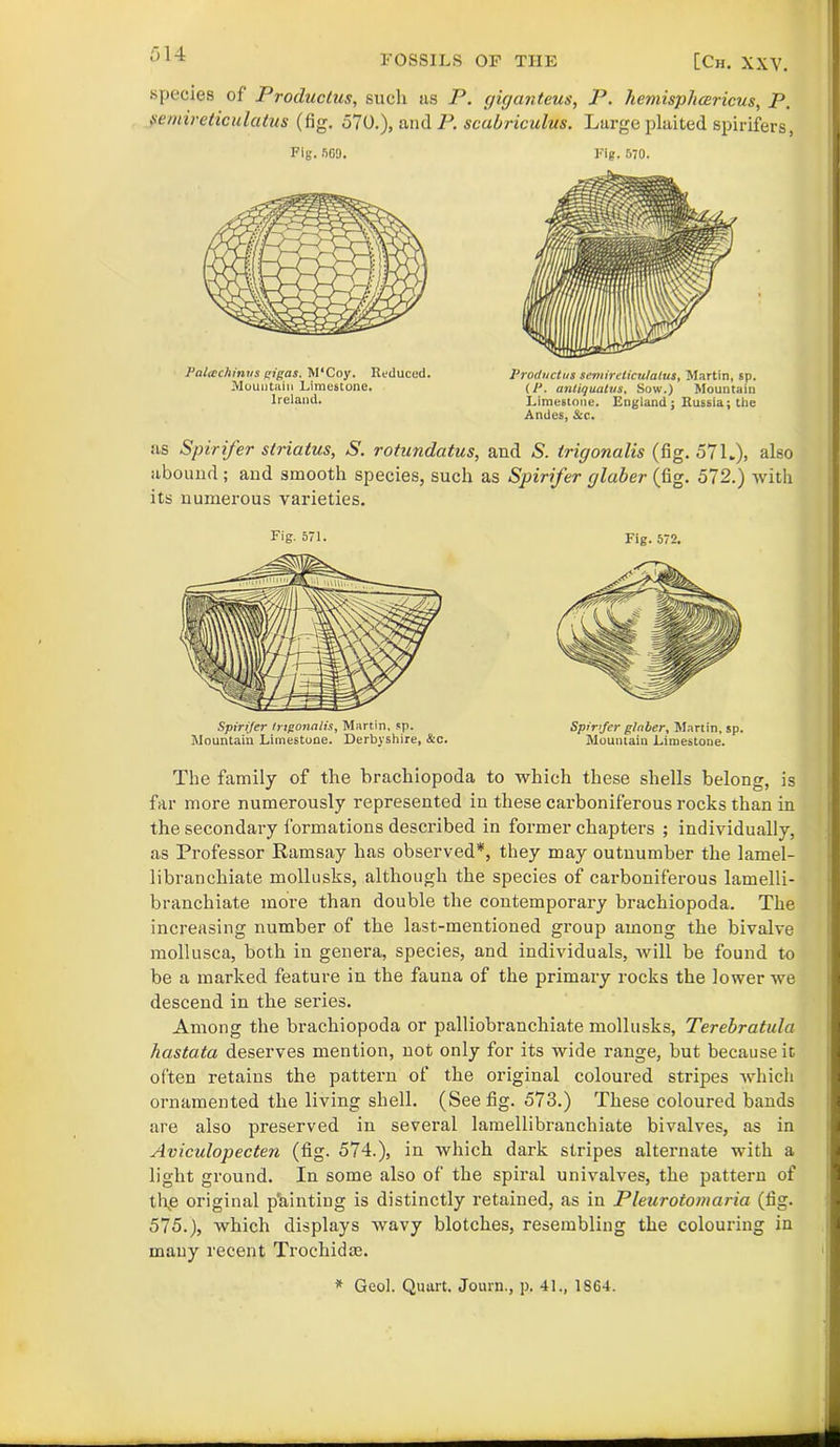 species of Productus, such as P. gig an tens, P. hemispJuzricus, P. pemireticulatus (fig. 570.), and P. scubriculus. Large plaited spirifers, Fig. 5G9. Pahcchinvs gigas. M'Coy. Reduced. Mountain Limestone. Ireland. Fig. 570. Productus semireticulalus, Martin, sp. (P. antiquatus, Sow.) Mountain Limestone. England; Russia; the Andes, &c. as Spirifer striatus, S. rotundatus, and S. trigonalis (fig. 57L), also abound; and smooth species, such as Spirifer glaber (fig. 572.) with its numerous varieties. Fig. 571. Spirijer trigonalis, Martin, sp. Mountain Limestone. Derbyshire, &c. Fig. 572. Spirifer glaber, Martin, sp. Mountain Limestone. The family of the brachiopoda to which these shells belong, is far more numerously represented in these carboniferous rocks than in the secondary formations described in former chapters ; individually, as Professor Ramsay has observed*, they may outnumber the lamel- libranehiate mollusks, although the species of carboniferous lamelli- branchiate more than double the contemporary brachiopoda. The increasing number of the last-mentioned group among the bivalve mollusca, both in genera, species, and individuals, will be found to be a marked feature in the fauna of the primary rocks the lower we descend in the series. Among the brachiopoda or palliobranchiate mollusks, Terebratula hastata deserves mention, not only for its wide range, but because it often retains the pattern of the original coloured stripes which ornamented the living shell. (See fig. 573.) These coloured bands are also preserved in several lamellibranchiate bivalves, as in Aviculopecten (fig. 574.), in which dark stripes alternate with a light ground. In some also of the spiral univalves, the pattern of tl\e original pointing is distinctly retained, as in Pleurotomaria (fig. 575.), which displays wavy blotches, resembling the colouring in many recent Trochidas. * Geol. Quart. Journ., p. 41., 1S64.