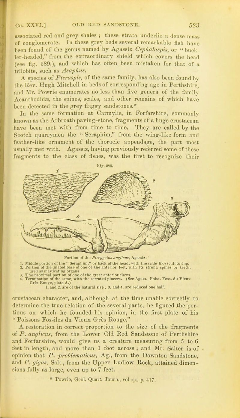 associated red and grey shales ; these strata underlie a dense mass of conglomerate. In these grey beds several remarkable fish have been found of the genus named by Agassiz Cephalaspis, or “ buck- ler-headed,” from the extraordinary shield which covers the head (see fig. 589.), and which has often been mistaken for that of a trilobite, such as Asaphus. A species of Pteraspis, of the same family, has also been found by the Rev. Hugh Mitchell in beds of corresponding age in Perthshire, and Mr. Powrie enumerates no less than five genera of the family Acanthodid®, the spines, scales, and other remains of which have been detected in the grey flaggy sandstones.* In the same formation at Carmylie, in Forfarshire, commonly known as the Arbroath paving-stone, fragments of a huge crustacean have been met with from time to time. They are called by the Scotch quarrymen the “ Seraphim,” from the wing-like form and feather-like ornament of the thoracic appendage, the part most usually met with. Agassiz, having previously referred some of these fragments to the class of fishes, was the first to recognize their 1. Middle portion of the “ Seraphim,” or back of the head, with the scale-like sculpturing. 2. Portion of the dilated base of one of the anterior feet, with its strong spines or teeth, used as masticating organs. 3. The proximal portion of one of the great anterior claws. 4. Termination of the same, with the serrated pincers. (See Agass., Poiss. Foss, du Vieux Grds Rouge, plate A.) 1. and 2. are of the natural size ; 3. and 4. are reduced one half. crustacean character, aud, although at the time unable correctly to determine the true relation of the several parts, he figured the por- tions on which he founded his opinion, in the first plate of his “Poissons Fossiles du Yieux Gres Rouge.” A restoration in correct proportion to the size of the fragments of P. anglicus, from the Lower Old Red Sandstone of Perthshire and Forfarshire, would give us a creature measuring from 5 to 6 feet in length, and more than 1 foot across ; and Mr. Salter is of . opinion that P. problematicus, Ag., from the Downton Sandstone, and P. gigas, Salt., from the Upper Ludlow Rock, attained dimen- sions fully as large, even up to 7 feet. * Powrie, Geol. Quart. Journ., vol xx. p. 417.