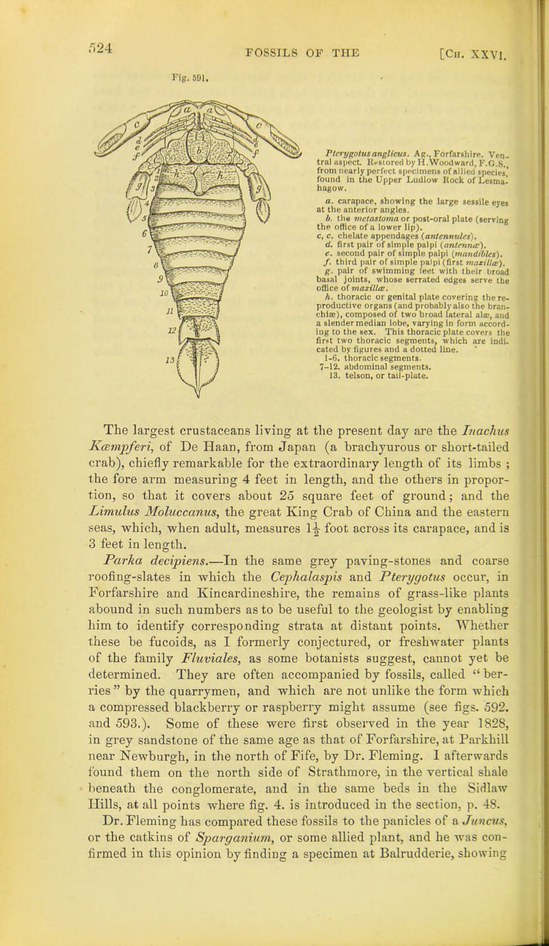 FOSSILS OF THE [Cm XXVI. Fig. 591. Plerygolusnnglicus. Ag., Forfarshire. Ven- tral aspect. Ki-stored by H. Woodward, F.G.S. from nearly perfect specimens of allied species’ found in the Upper Ludlow Itock of Lesma- hagow. a. carapace, showing the large sessile eyes at the anterior angles. b. the metastoma or post-oral plate (serving the office of a lower lip). c, c. chelate appendages (antennules). d. first pair of simple palpi (antenna7). e. second pair of simple palpi (mandibles). f. third pair of simple palpi (first maxilUe). g. pair of swimming feet with their broad basal joints, whose serrated edges serve the office of maxilla;. h. thoracic or genital plate covering the re- productive organs (and probably also the bran- chiae), composed of two broad lateral alas, and a slender median lobe, varying in form accord- ing to the sex. This thoracic plate covers the first two thoracic segments, which are indi- cated by figures and a dotted line. 1-6. thoracic segments. 7-12. abdominal segments. 13. telson, or tail-plate. The largest crustaceans living at the present day are the Inachus Kcempferi, of De Haan, from Japan (a brachyurous or short-tailed crab), chiefly remarkable for the extraordinary length of its limbs ; the fore arm measuring 4 feet in length, and the others in propor- tion, so that it covers about 25 square feet of ground; and the Limulus Moluccanus, the great King Crab of China and the eastern seas, which, when adult, measures 1^- foot across its carapace, and is 3 feet in length. Parka decipiens.—In the same grey paving-stones and coarse roofing-slates in which the Cephalaspis and Pterygotus occur, in Forfarshire and Kincardineshire, the remains of grass-like plants abound in such numbers as to be useful to the geologist by enabling him to identify corresponding strata at distant points. Whether these be fucoids, as I formerly conjectured, or freshwater plants of the family Fluviales, as some botanists suggest, cannot yet be determined. They are often accompanied by fossils, called “ ber- ries” by the quarrymen, and which are not unlike the form which a compressed blackberry or raspberry might assume (see figs. 592. and 593.). Some of these were first observed in the year 1828, in grey sandstone of the same age as that of Forfarshire, at Parkhill near Newburgh, in the north of Fife, by Dr. Fleming. I afterwards found them on the north side of Strathmore, in the vertical shale beneath the conglomerate, and in the same beds in the Sidlaw Hills, at all points where fig. 4. is introduced in the section, p. 48. Dr. Fleming has compared these fossils to the panicles of a Juncus, or the catkins of Sparganium, or some allied plant, and he was con- firmed in this opinion by finding a specimen at Balrudderie, showing