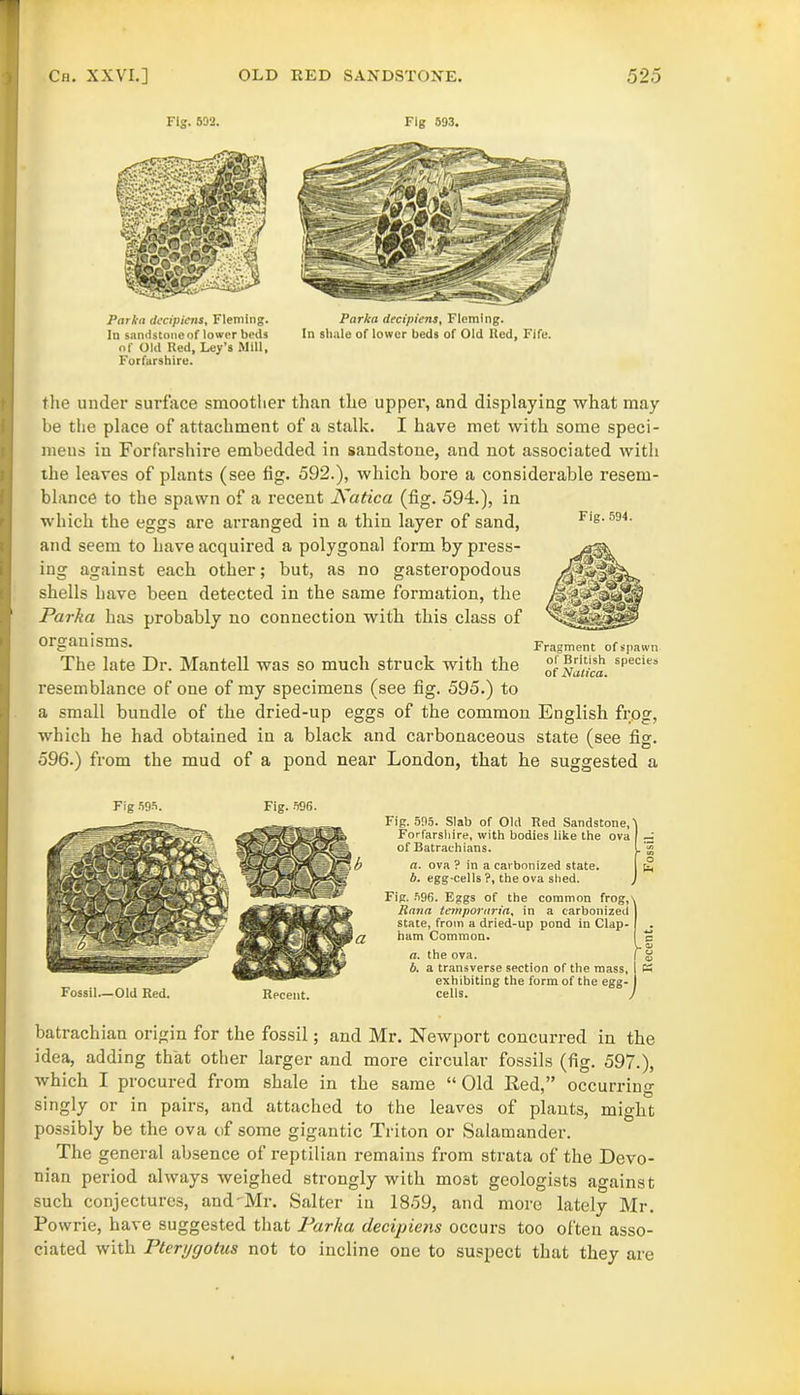 Fig. 592. Parka decipiens, Fleming. In sandstone of lower beds of Old Red, Ley’s Mill, Forfarshire. Fig 593. Parka decipiens, Fleming. In shale of lower beds of Old Red, Fife. the under surface smoother than the upper, and displaying what may be the place of attachment of a stalk. I have met with some speci- mens in Forfarshire embedded in sandstone, and not associated with the leaves of plants (see fig. 592.), which bore a considerable resem- blance to the spawn of a recent Aatica (fig. 594.), in which the eggs are arranged in a thin layer of sand, and seem to have acquired a polygonal form by press- ing against each other; but, as no gasteropodous shells have been detected in the same formation, the Parka has probably no connection with this class of organisms. The late Dr. Mantell was so much struck with the resemblance of one of my specimens (see fig. 595.) to a small bundle of the dried-up eggs of the common English frog, which he had obtained in a black and carbonaceous state (see fig. 596.) from the mud of a pond near London, that he suggested a Fig.594. *§1112 Fragment of spawn of British species of Nalica. Fig 595. Fig. 596. Fossil—Old Red. Recent. Fig. 595. Slab of Old Red Sandstone,' Forfarshire, with bodies like the ova ~ of Batrachians. L‘;g a. ova ? in a carbonized state. £ b. egg-cells ?, the ova shed. Fig. 596. Eggs of the common frog,\ Rana temporaria, in a carbonized state, from a dried-up pond in Clap- ham Common. a. the ova. f b. a transverse section of the mass, I exhibiting the form of the egg- cells. ) batrachian origin for the fossil; and Mr. Newport concurred in the idea, adding that other larger and more circular fossils (fig. 597.), which I procured from shale in the same “Old Red,” occurring singly or in pairs, and attached to the leaves of plants, might possibly be the ova of some gigantic Triton or Salamander. The general absence of reptilian remains from strata of the Devo- nian period always weighed strongly with most geologists against such conjectures, and'Mr. Salter in 1859, and more lately Mr. Powrie, have suggested that Parka decipiens occurs too often asso- ciated with Pterpgotus not to incline one to suspect that they are