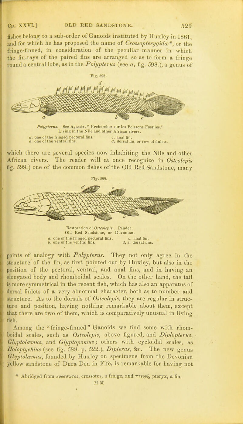 fishes belong to a sub-order of Ganoids instituted by Huxley in 1861, and for which he has proposed the name of Crossopterygidce*, or the fringe-finned, in consideration of the peculiar manner in which the fin-rays of the paired fins are arranged so as to form a fringe round a central lobe, as in the Polypterus (see a, fig. 598.), a genus of Fig. 598. Polypterus. See Agassiz, “ Iteclierclies sur les Poissons Fossiles.” Living in the Nile and other African rivers. a. one of the fringed pectoral fins. c. anal fin. b. one of the ventral fins. d. dorsal fin, or row of finlets. which there are several species now inhabiting the Nile and other African rivers. The reader will at once recognize in Osteolepis fig. 599.) one of the common fishes of the Old Red Sandstone, many Fig. 599. Restoration of Osteolapis. Pander. Old Red Sandstone, or Devonian. a. one of the fringed pectoral fins. c. anal fin. b. one of the ventral fins. e. dorsal tins. points of analogy with Polypterus. They not only agree in the structure of the fin, as first pointed out by Huxley, but also in the position of the pectoral, ventral, and anal fins, and in having an elongated body and rhomboidal scales. On the other hand, the tail is more symmetrical in the recent fish, which has also an apparatus of dorsal finlets of a very abnormal character, both as to number and structure. As to the dorsals of Osteolepis, they are regular in struc- ture and position, having nothing remarkable about them, except that there are two of them, which is comparatively unusual in living fish. Among the “fringe-finned” Ganoids we find some with rhom- boidal scales, such as Osteolepis, above figured, and Diplopterus, Glyptolcemus, and Glyptopornus; others with cycloidal scales, as Uoloptychius (see fig. 588. p. 522.), Diplerus, &c. The new genus Glyptolcemus, founded by Huxley on specimens from the Devonian yellow sandstone of Dura Den in Fife, is remarkable for having not * Abridged from KpooauTos, crossotos, a fringe, and irrepuf, pteryx, a fin. M M