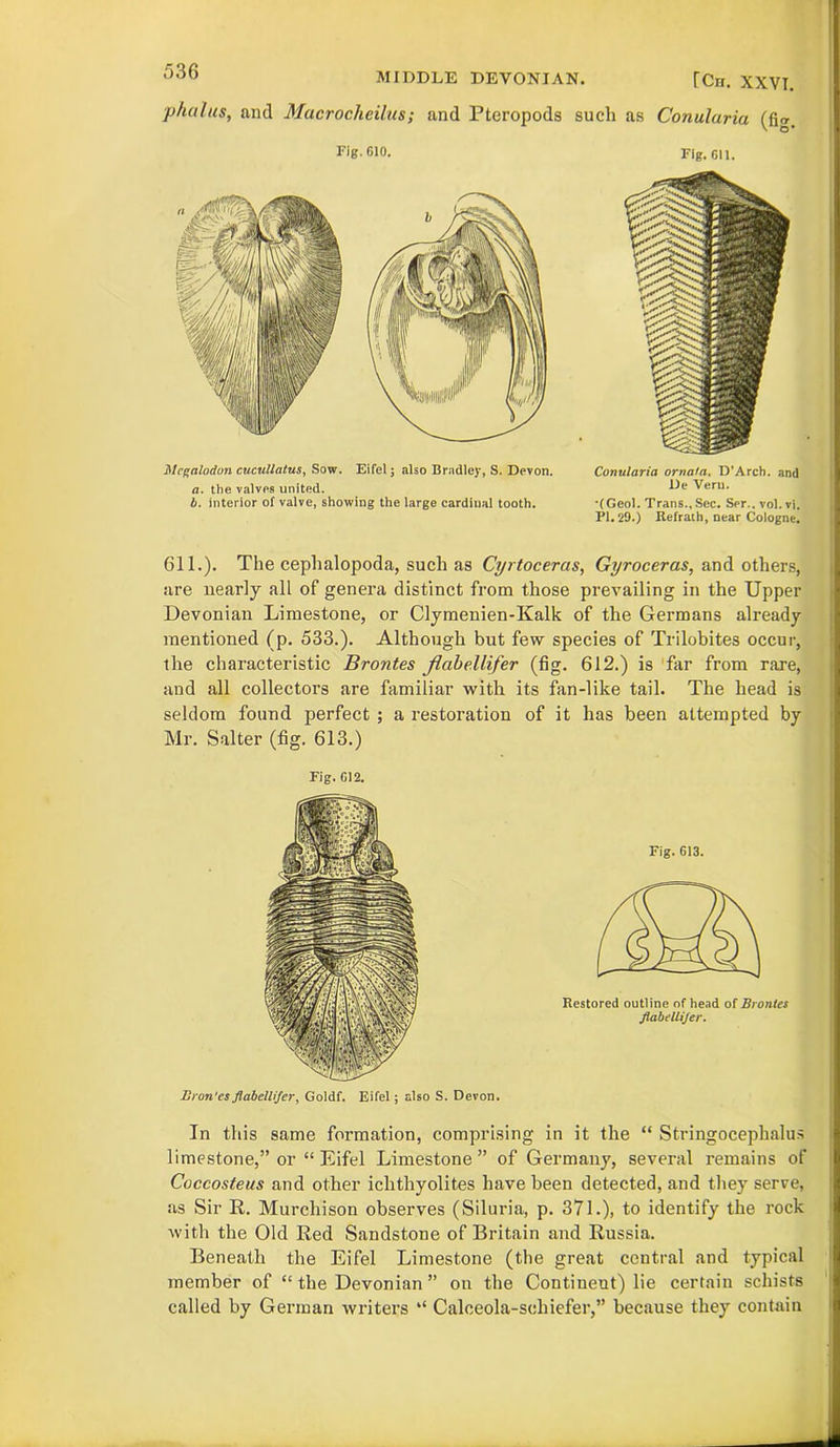 MIDDLE DEVONIAN. Ten. XXVI. p/uilus, and Macrocheilus; and Pteropods such as Conularia Fig. 610. Mcgalodon cucullatus, Sow. Eifel; also Bradley, S. Devon. a. the valves united. b. interior of valve, showing the large cardinal tooth. Fig. Gil. Conularia ornafa. D’Arch. and De Veru. •(Geol. Trans., Sec. Ser.. vol. vi. PI. 29.) Refrath, near Cologne. 611.). The cephalopoda, such as Cyrtoceras, Gyroceras, and others, are nearly all of genera distinct from those prevailing in the Upper Devonian Limestone, or Clymenien-Kalk of the Germans already mentioned (p. 533.). Although but few species of Trilobites occur, the characteristic Brontes flabellifer (fig. 612.) is far from rare, and all collectors are familiar with its fan-like tail. The head is seldom found perfect ; a restoration of it has been attempted by Mr. Salter (fig. 613.) Fig. 612. Eton'cs flabellifer, Goldf. Eifel; also S. Devon. In this same formation, comprising in it the “ Stringocephalus limestone,” or “ Eifel Limestone” of Germany, several remains of Coccosteus and other ichthyolites have been detected, and they serve, as Sir It. Murchison observes (Siluria, p. 371.), to identify the rock with the Old Red Sandstone of Britain and Russia. Beneath the Eifel Limestone (the great central and typical member of “ the Devonian ” on the Continent) lie certain schists called by German writers “ Caleeola-scliiefer,” because they contain